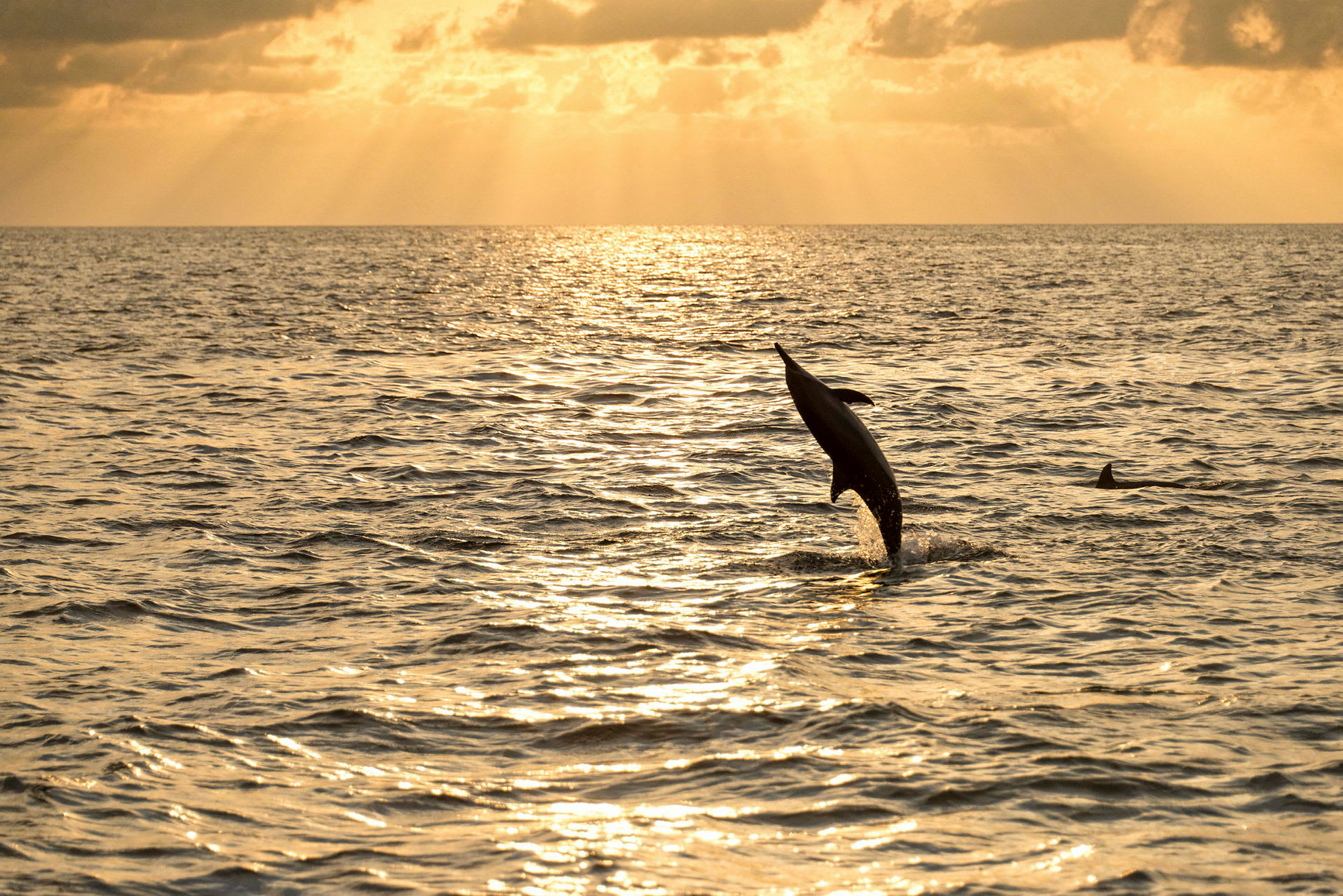 En hoppende delfin i havet ved solnedgang. (AI-genereret tekst)