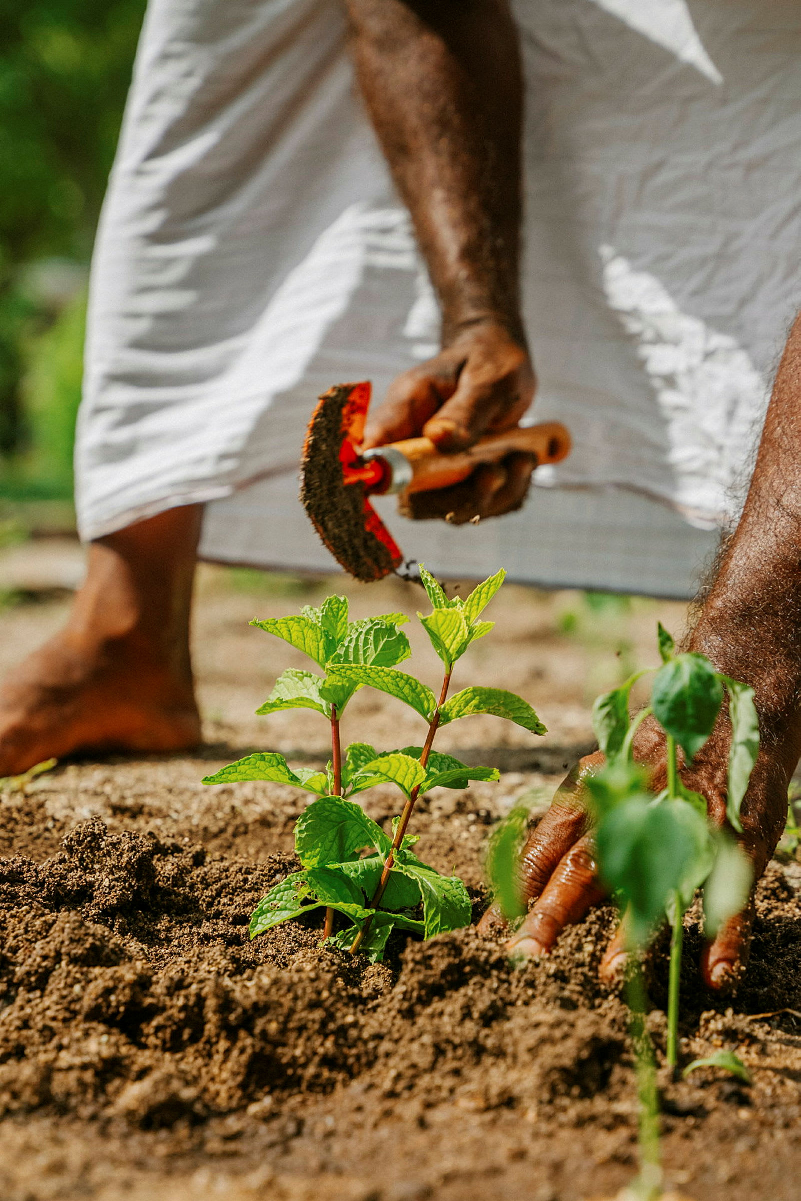 En person arbejder i en jordhave med en lille spade og planter en grøn plante. (AI-genereret tekst)