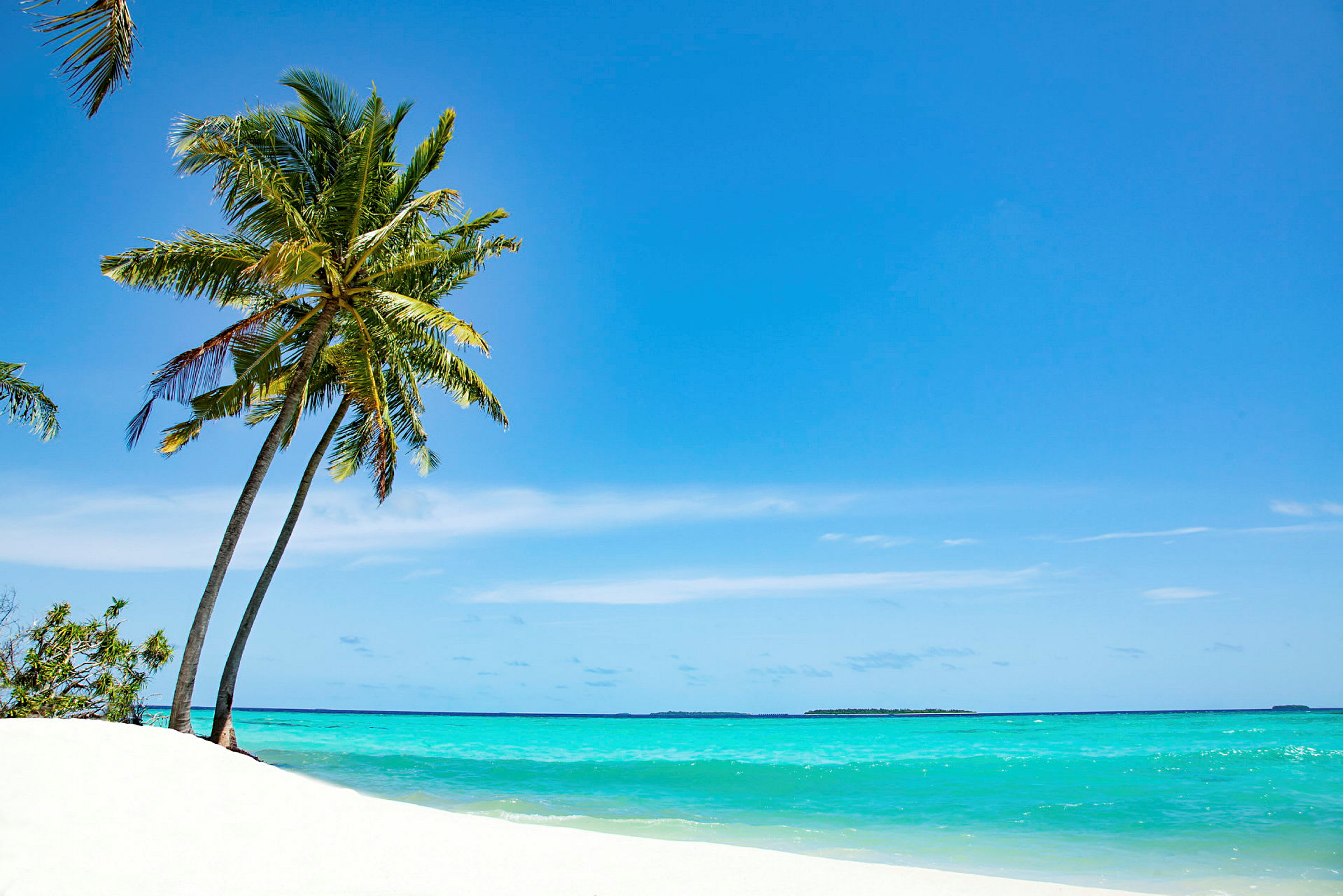 Hvid sandstrand med palmer ved klart blåt hav under en skyfri himmel. (AI-genereret tekst)
