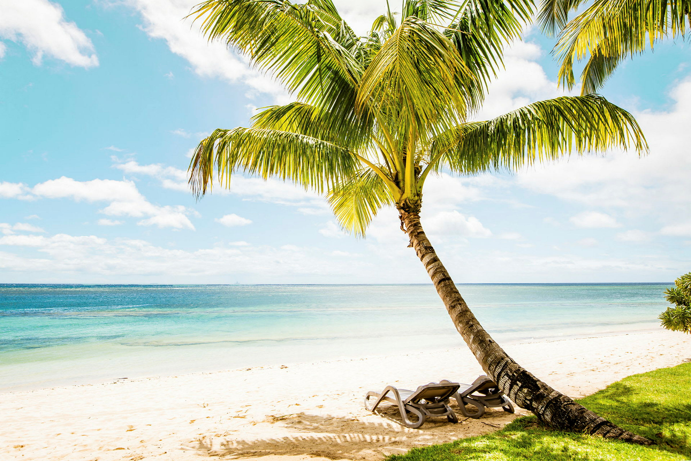 En strand med en palme, der hælder mod havet. To liggestole står på sandet. (AI-genereret tekst)