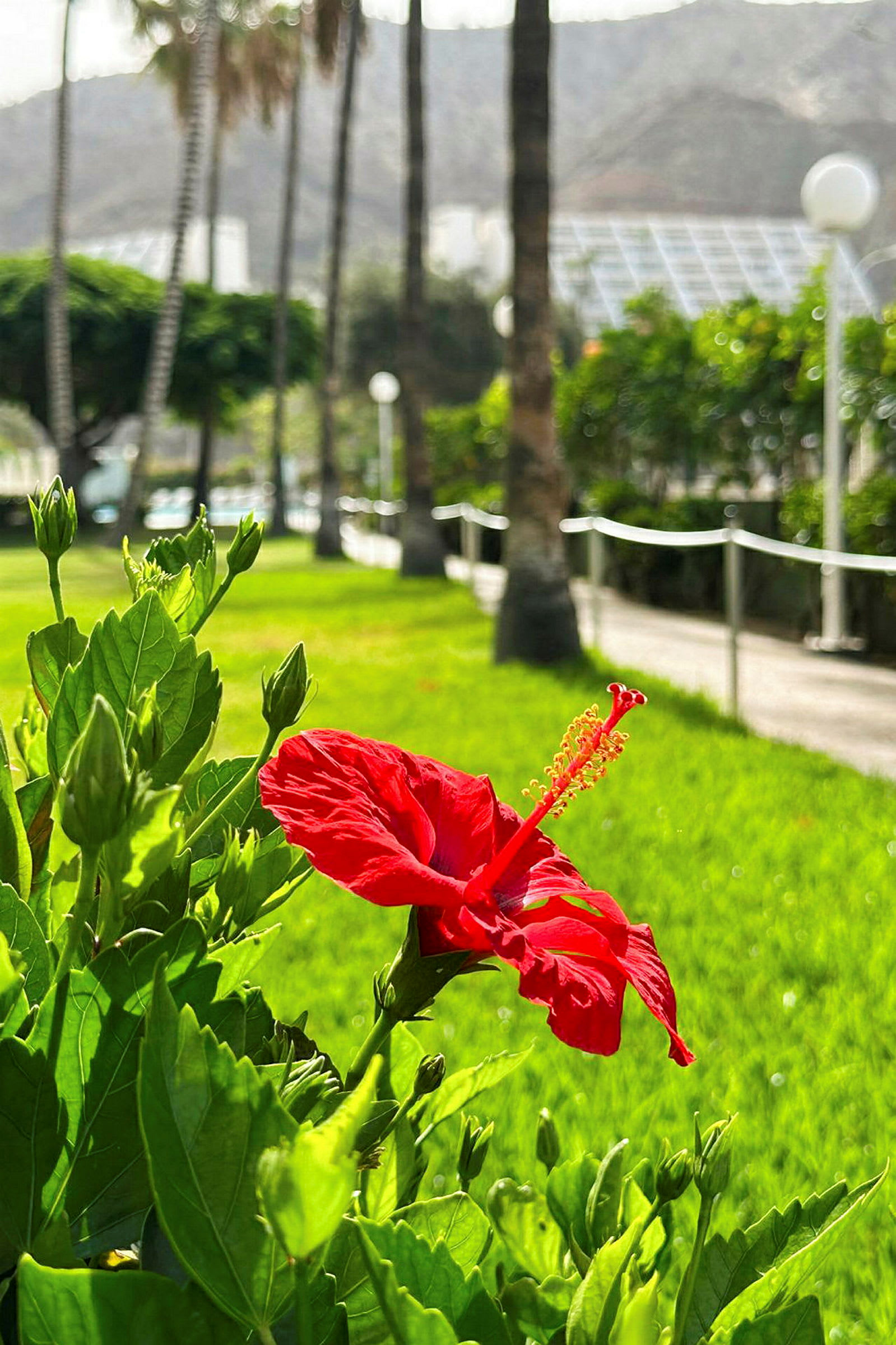 Nærbillede af en rød hibiscusblomst i en frodig have. (AI-genereret tekst)