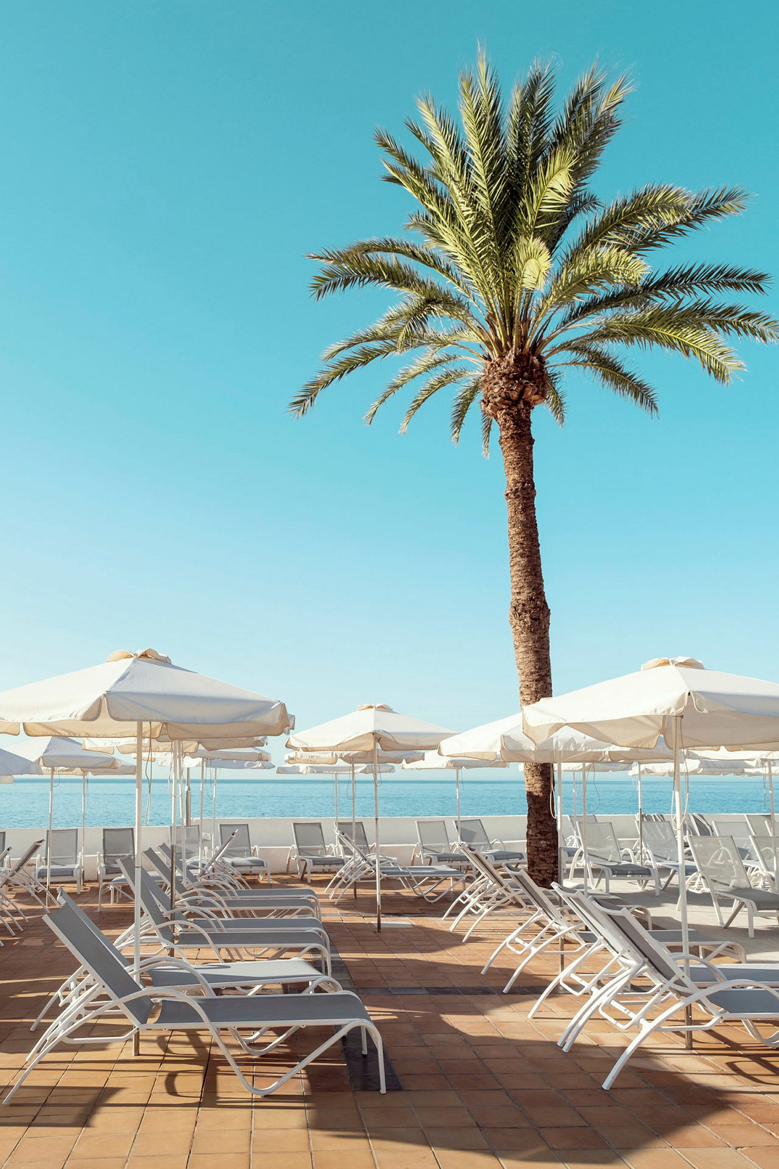 En solrig terrasse med liggestole og parasoller samt en palme i forgrunden. (AI-genereret tekst)