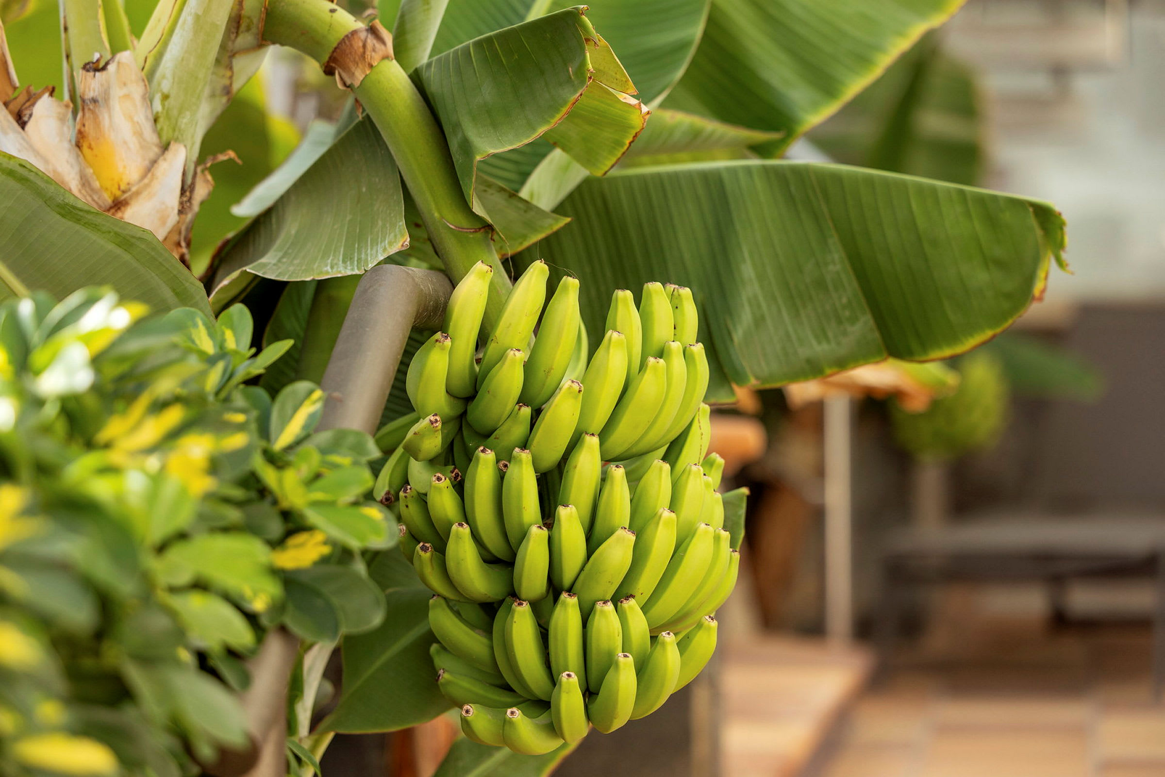 En klase med grønne bananer hænger på en bananplante. (AI-genereret tekst)