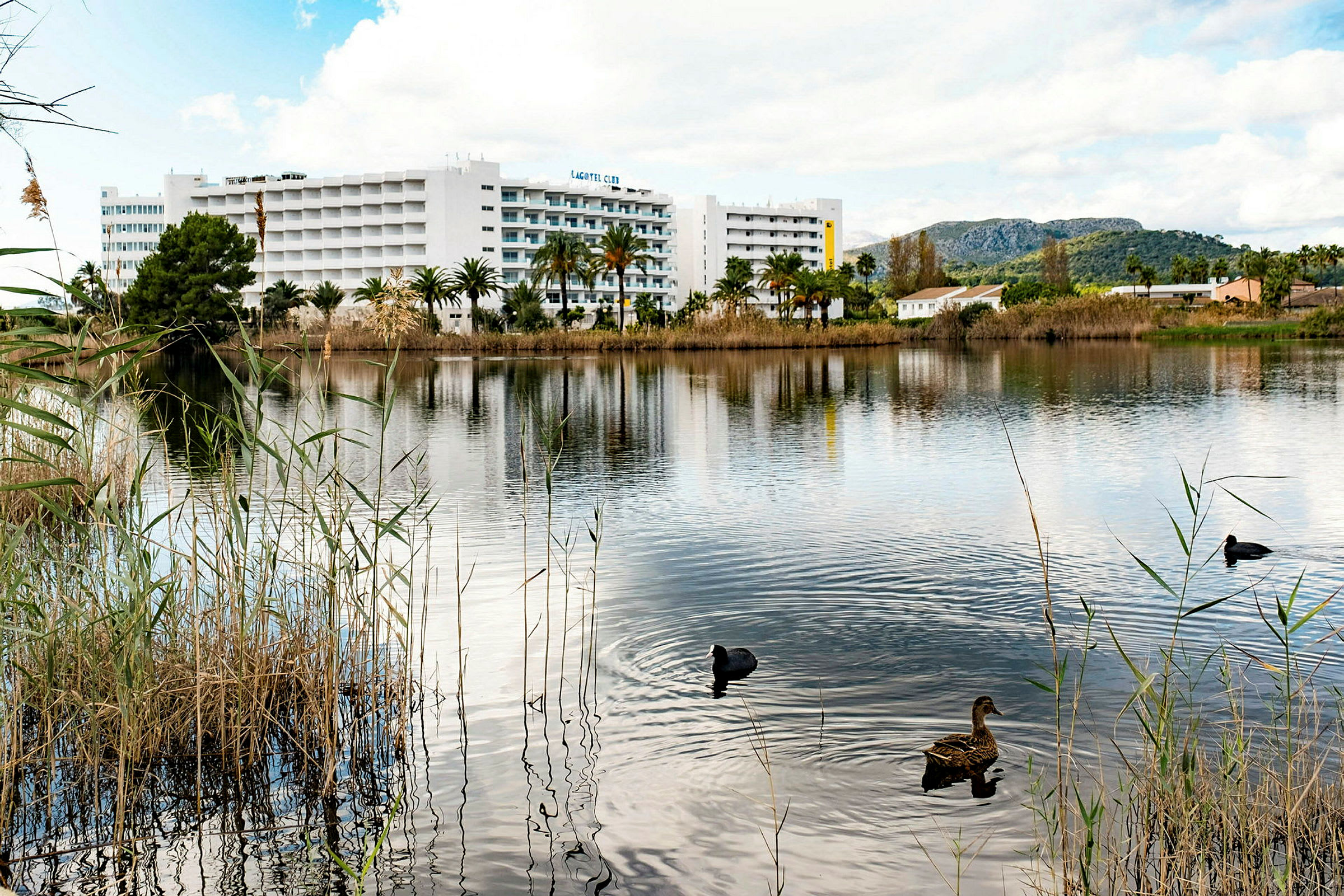 En sø med fugle, der svømmer i forgrunden, og et hotel med hvid facade i baggrunden. (AI-genereret tekst)