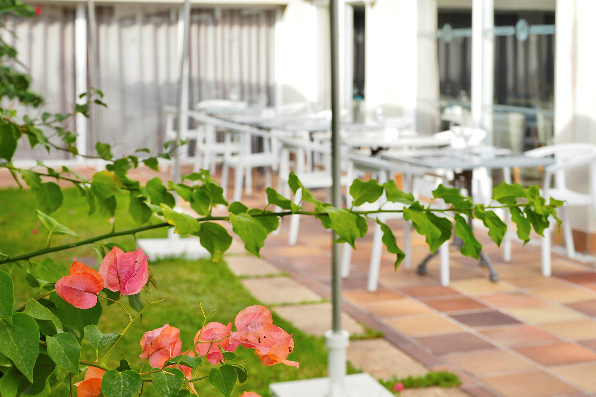 Nærbillede af grønne og farverige planteblade med en udendørs terrasse i baggrunden. (AI-genereret tekst)
