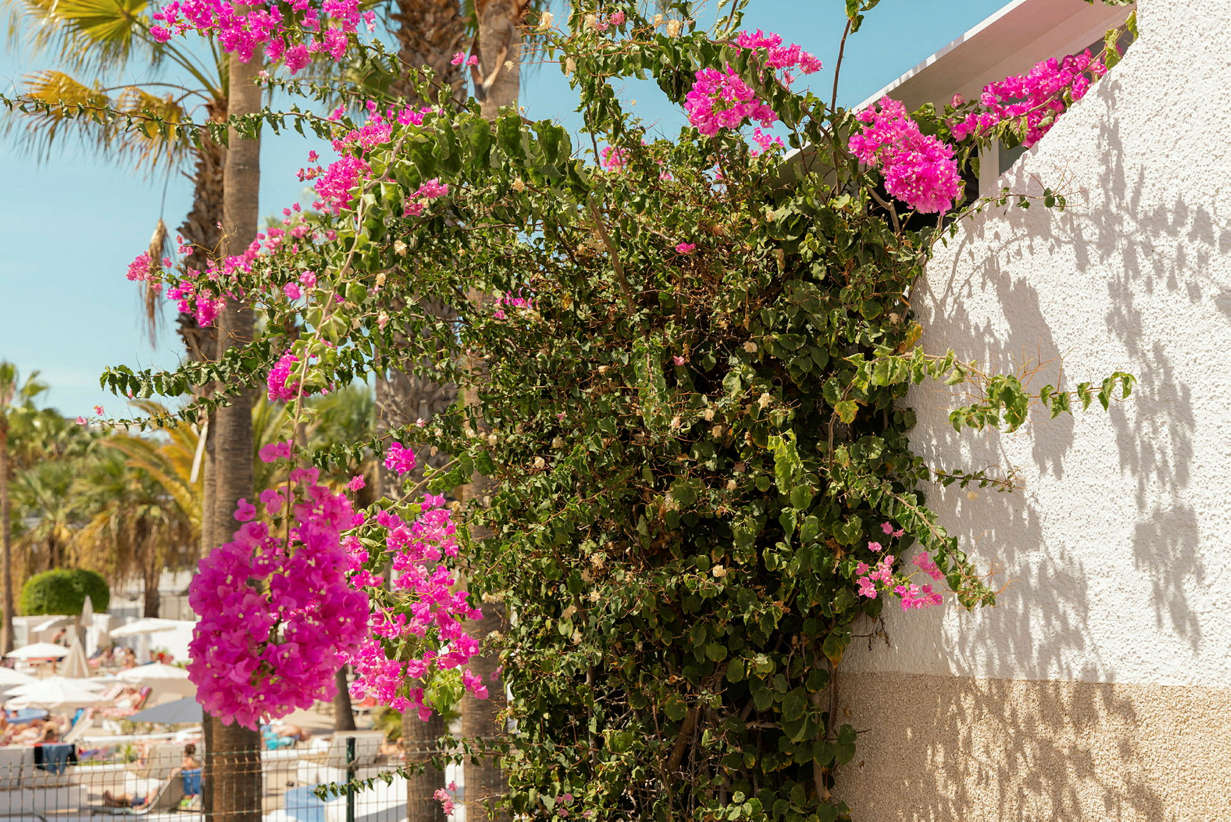 Knaldrosa blomster vokser på en mur med palmer i baggrunden. (AI-genereret tekst)