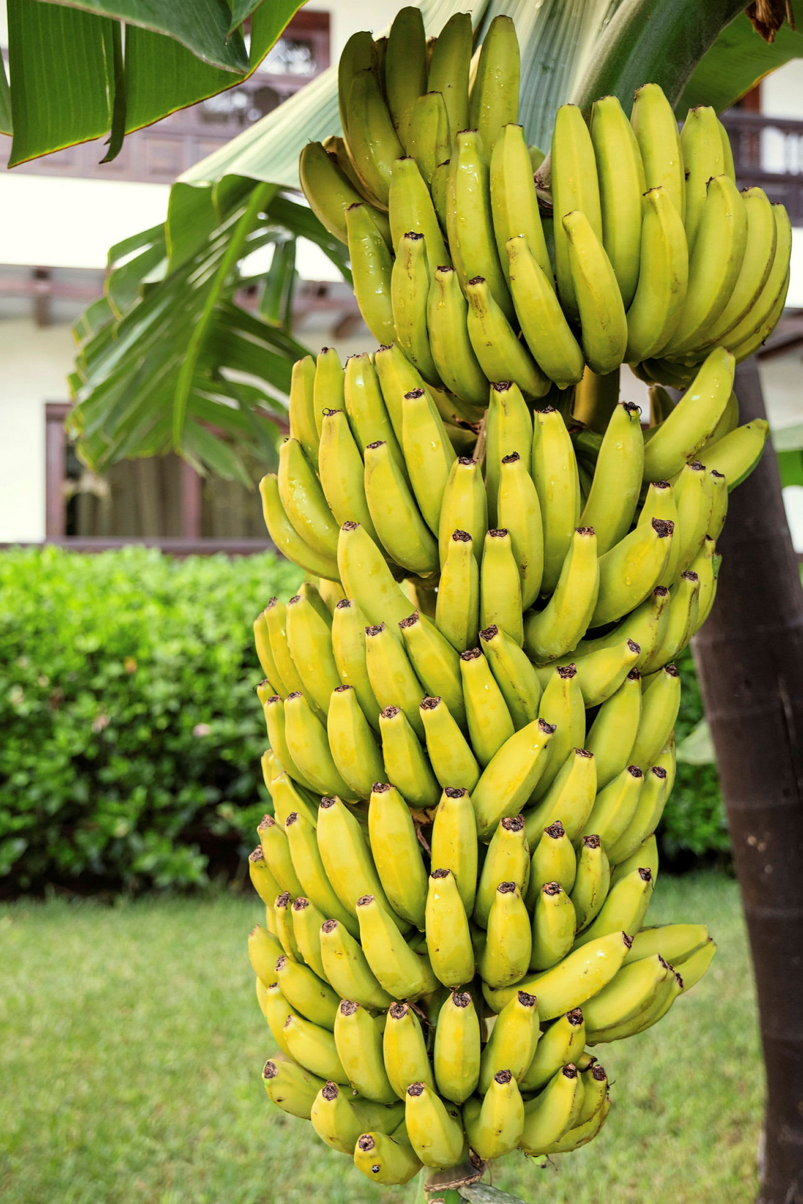 En klase med modne bananer hænger på en bananplante. (AI-genereret tekst)