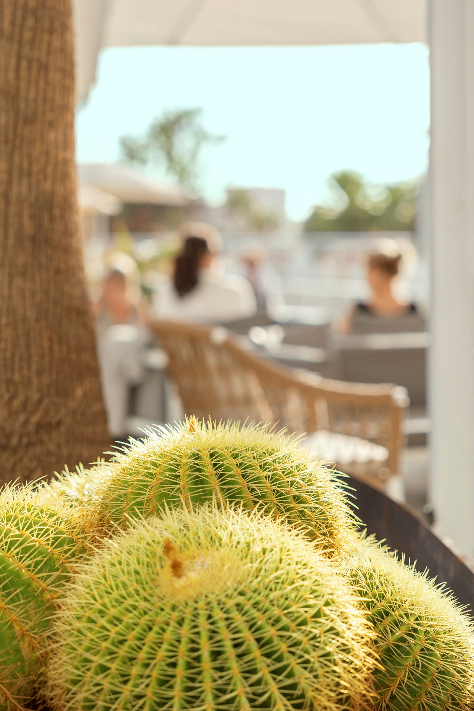 Nærbillede af flere kaktusser på en solbeskinnet terrasse med mennesker siddende i baggrunden. (AI-genereret tekst)
