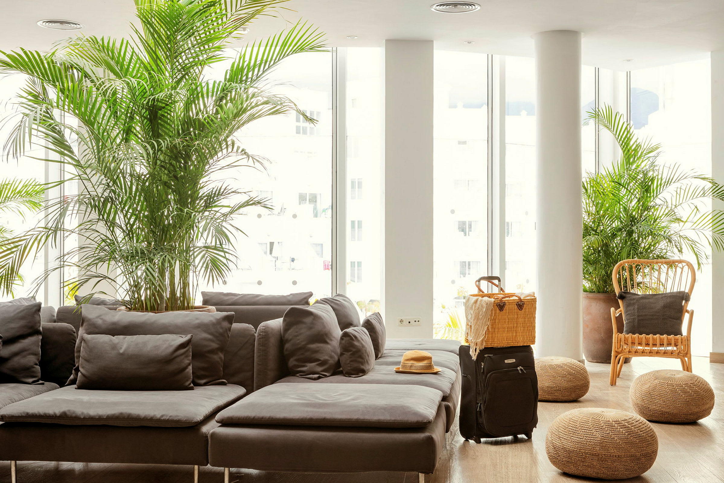 En lounge med grå sofa, planter og kuffert. (AI-genereret tekst)