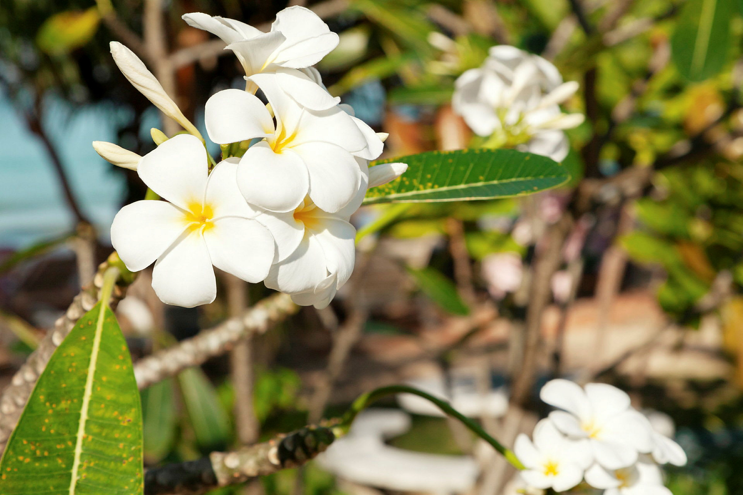 Nærbillede af hvide frangipani-blomster med gule centre på en gren, omgivet af grønne blade. (AI-genereret tekst)