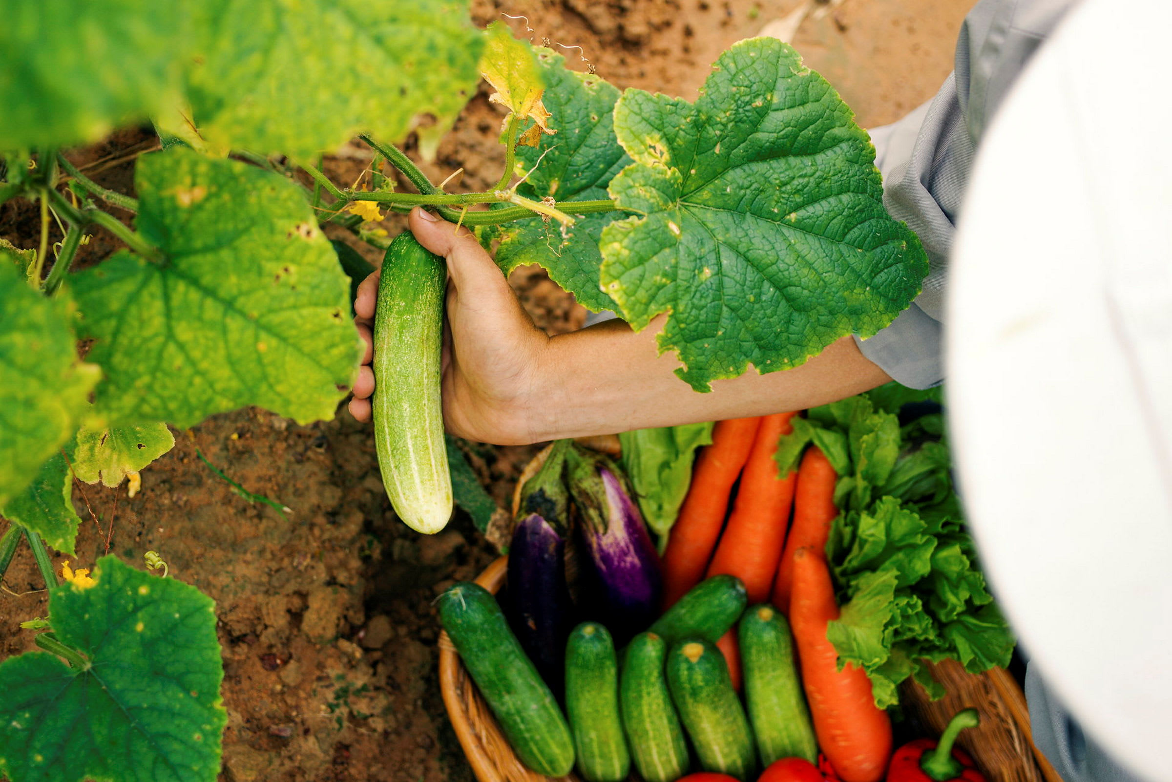 En hånd plukker en agurk fra en plante. I baggrunden ses en kurv med forskellige grøntsager som gulerødder, auberginer og tomater. (AI-genereret tekst)