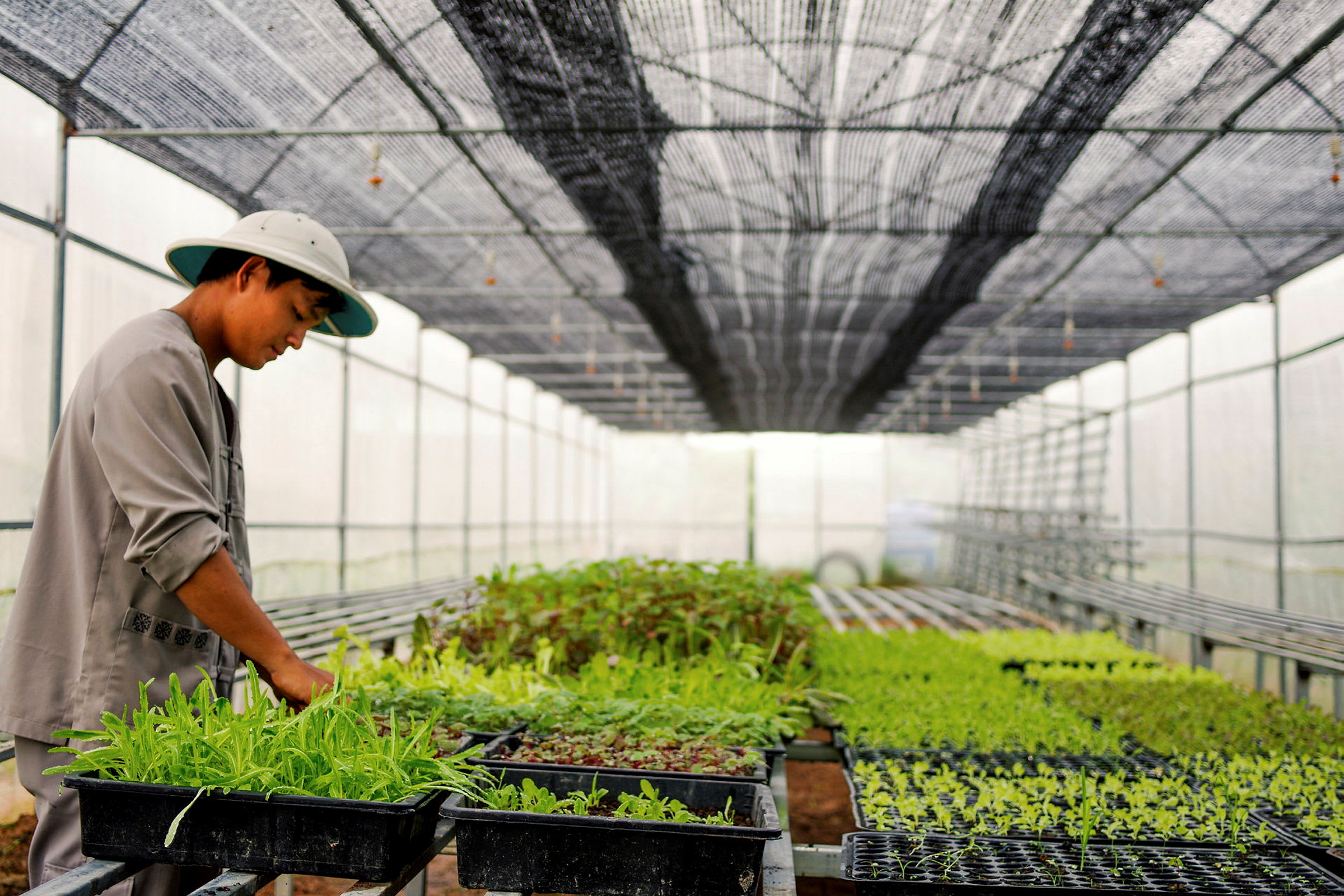 En person arbejder i et drivhus med plantekasser og beplantning. (AI-genereret tekst)