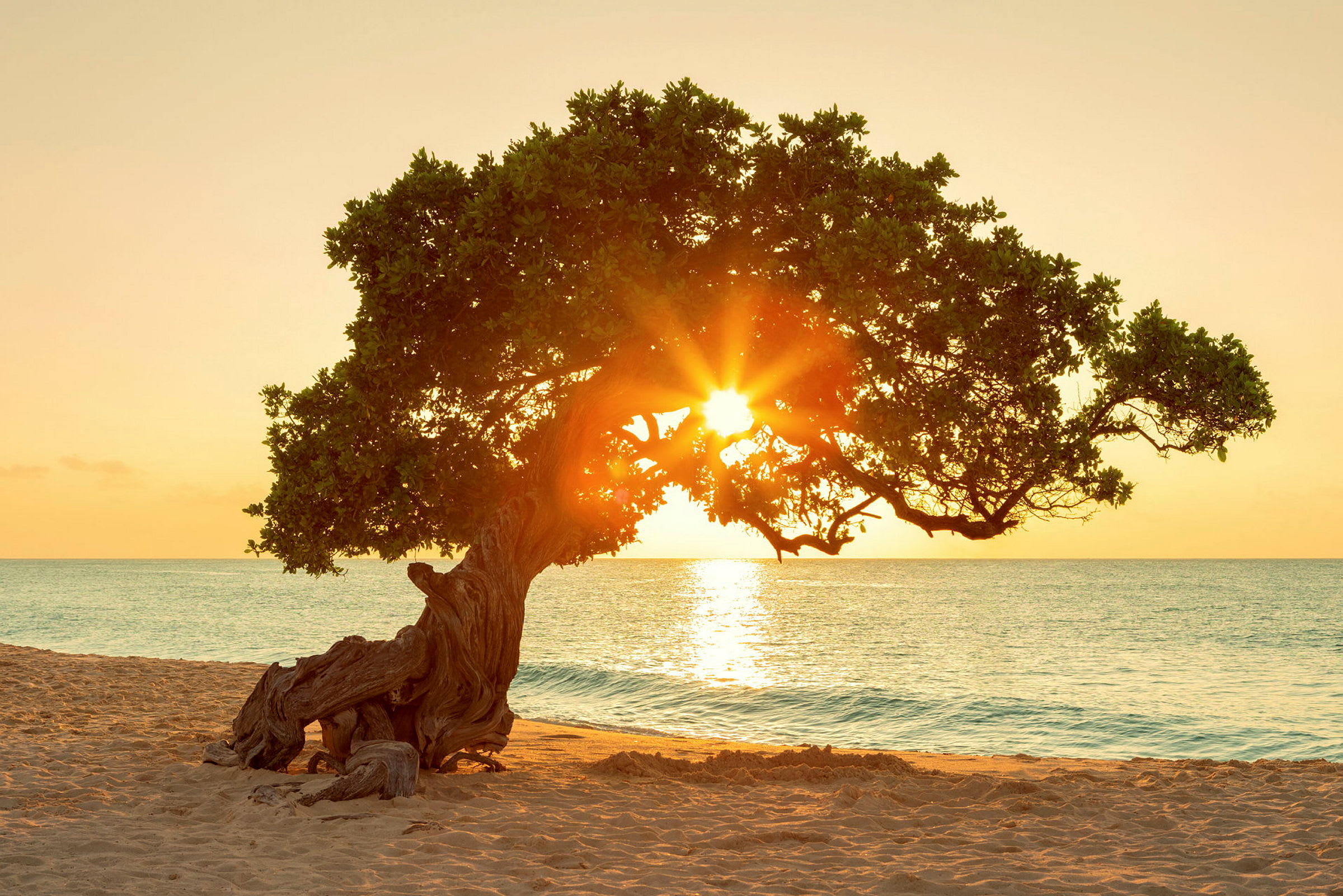 En solnedgang ved havet med et stort træ i forgrunden. (AI-genereret tekst)