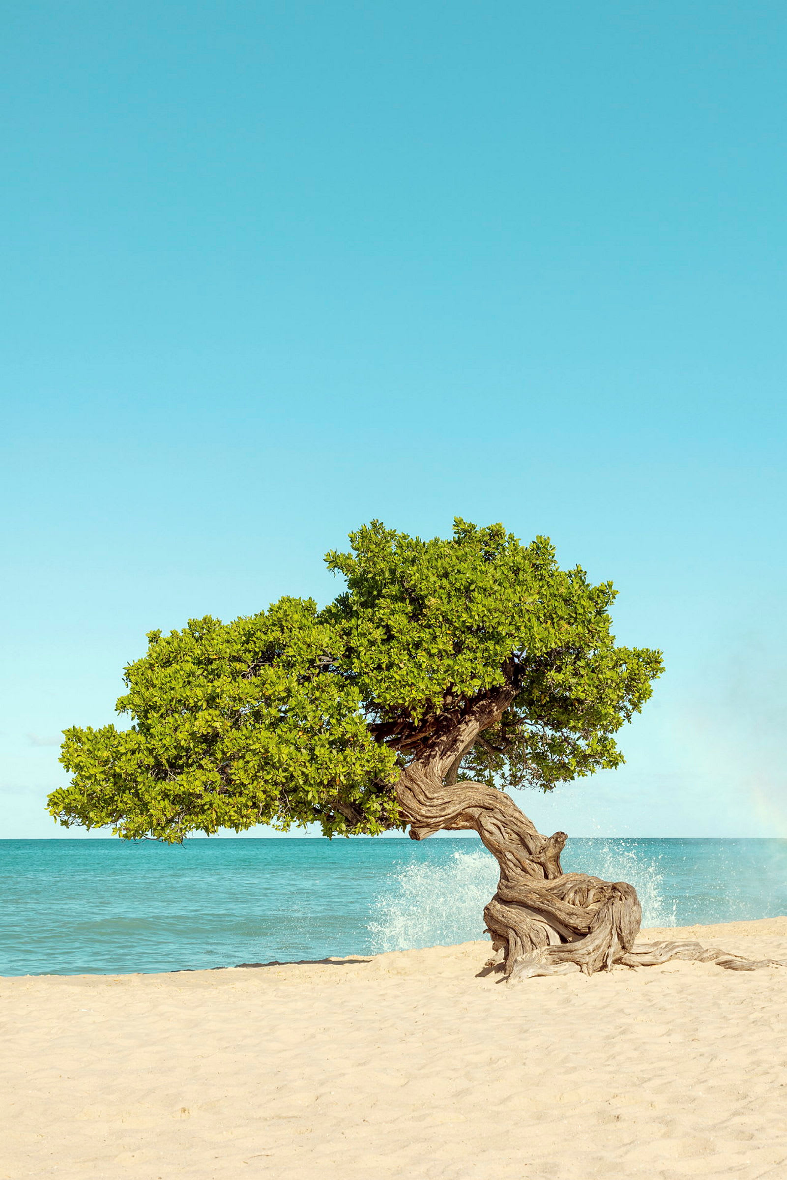 Billede af et ensomt træ med knudrede grene på en sandstrand ved havet under en klar blå himmel. (AI-genereret tekst)