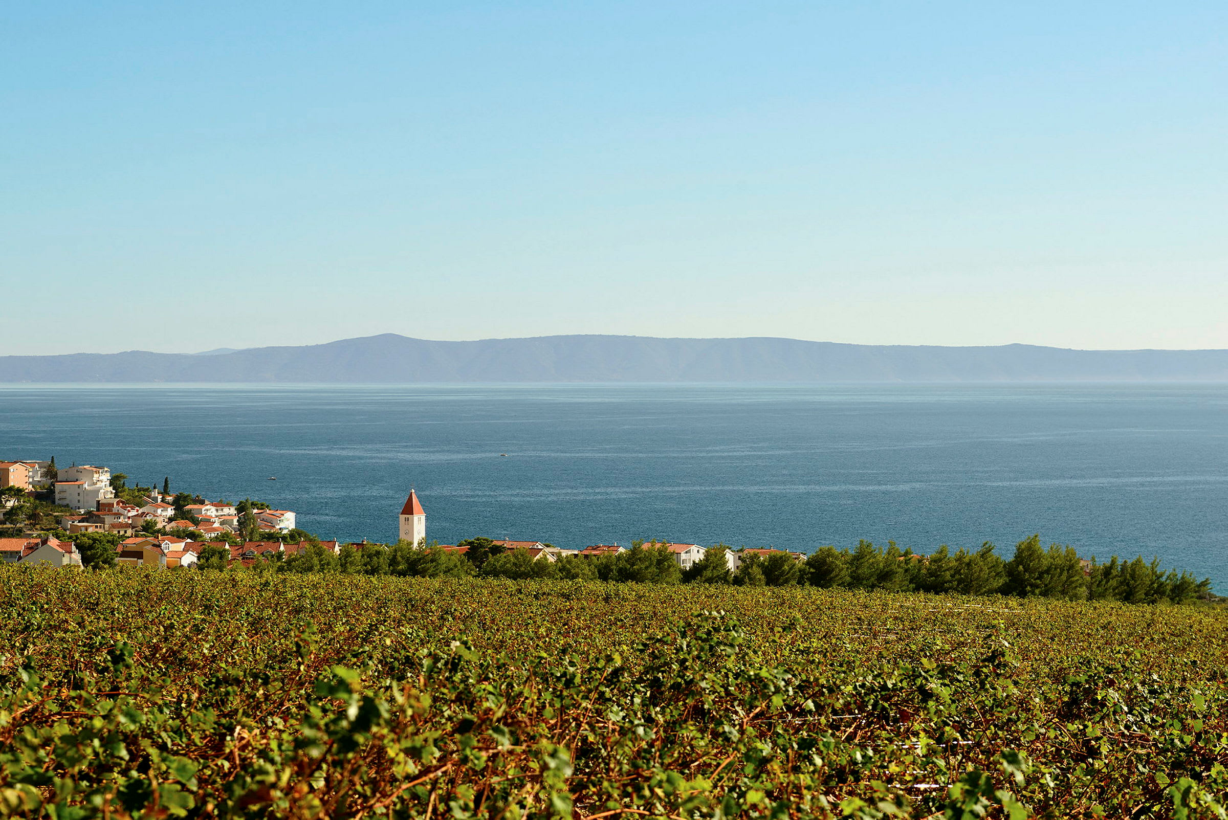 Et landsbymiljø med en vingård i forgrunden, huse med røde tage og en kirke med et spidst tag samt en udsigt til havet i baggrunden. (AI-genereret tekst)