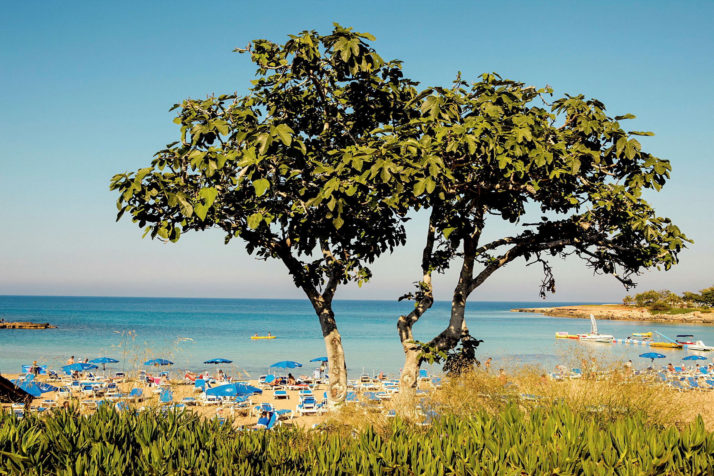 Strand med parasoller og hav i baggrunden, træ i forgrunden. (AI-genereret tekst)