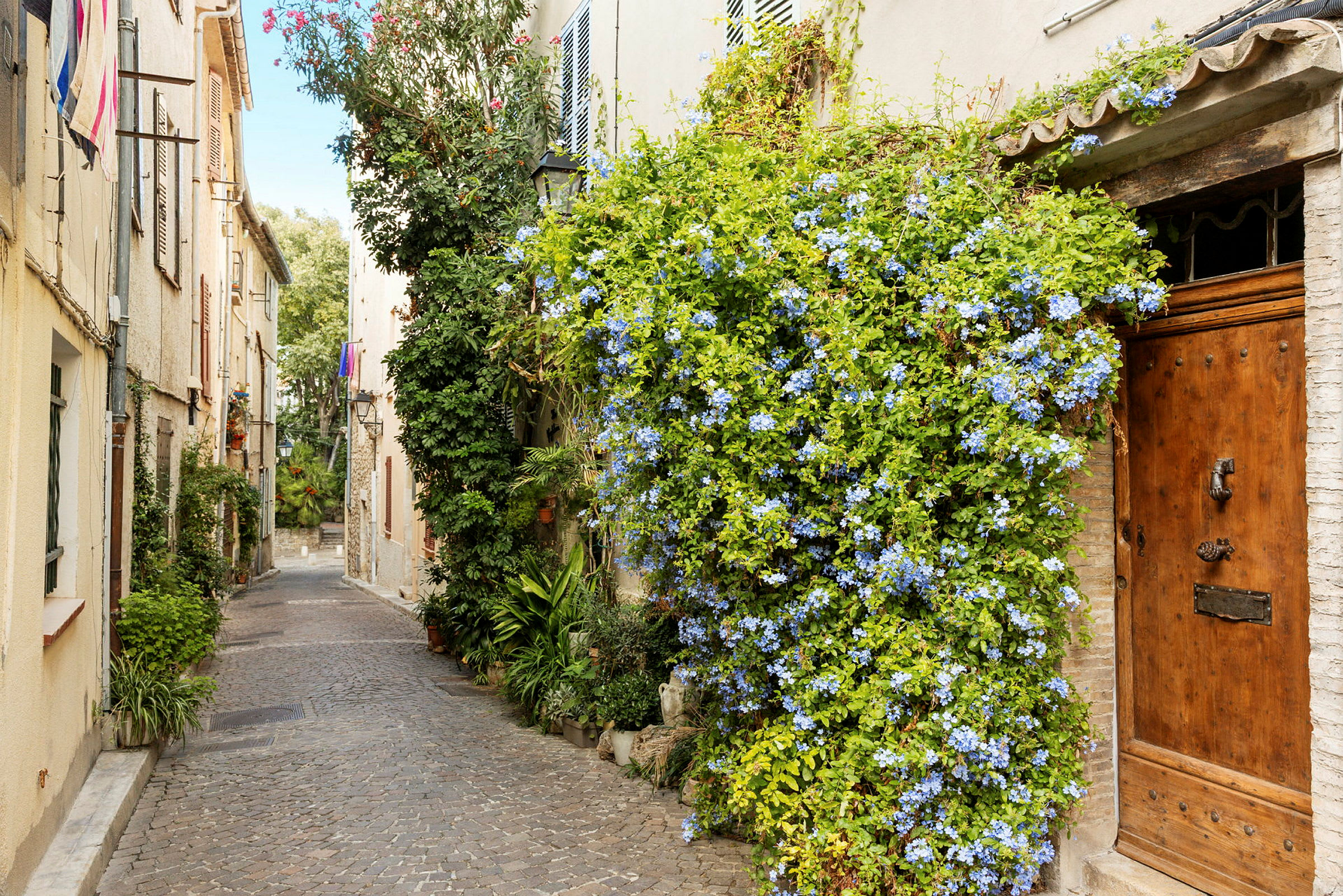 En idyllisk, smal brostensbelagt gade med huse i varme farver og en facade dekoreret med grønne planter og blå blomster. (AI-genereret tekst)