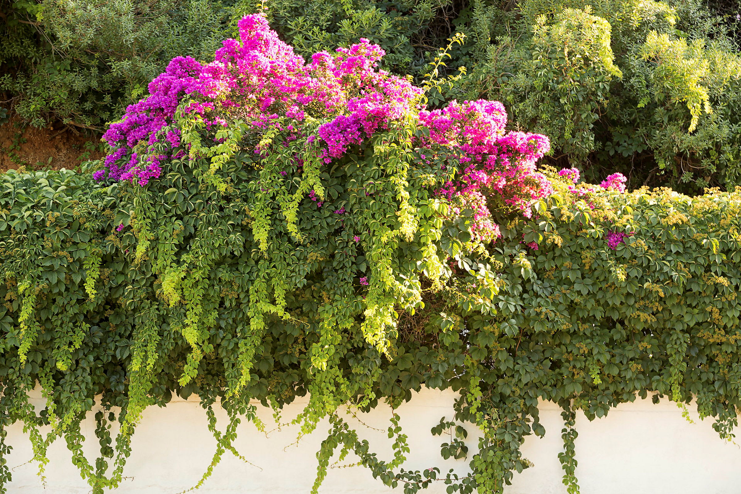En grøn plante med lyserøde blomster hænger over en hvid mur. (AI-genereret tekst)