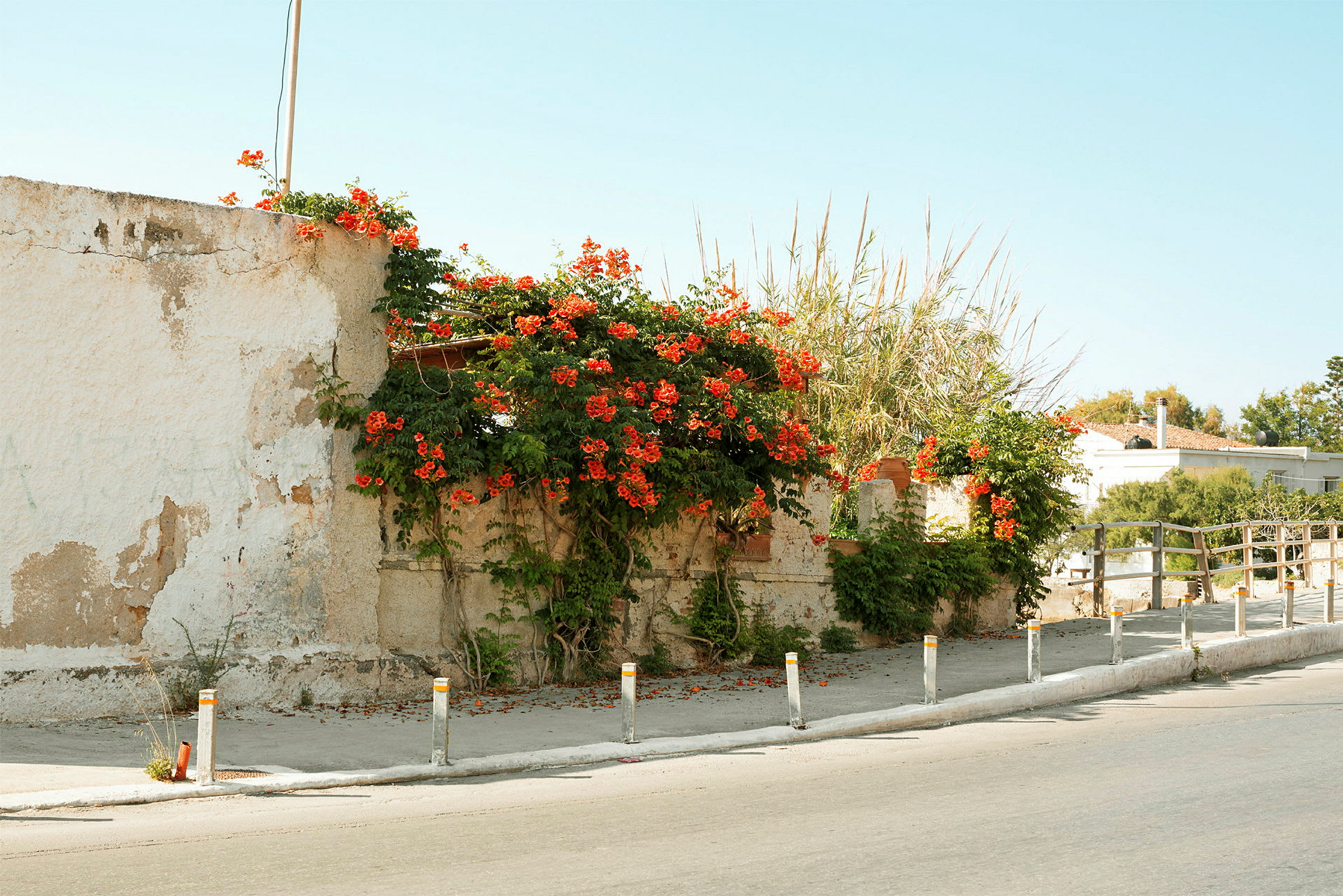 En mur med røde blomster og grønne planter voksende hen over den. (AI-genereret tekst)
