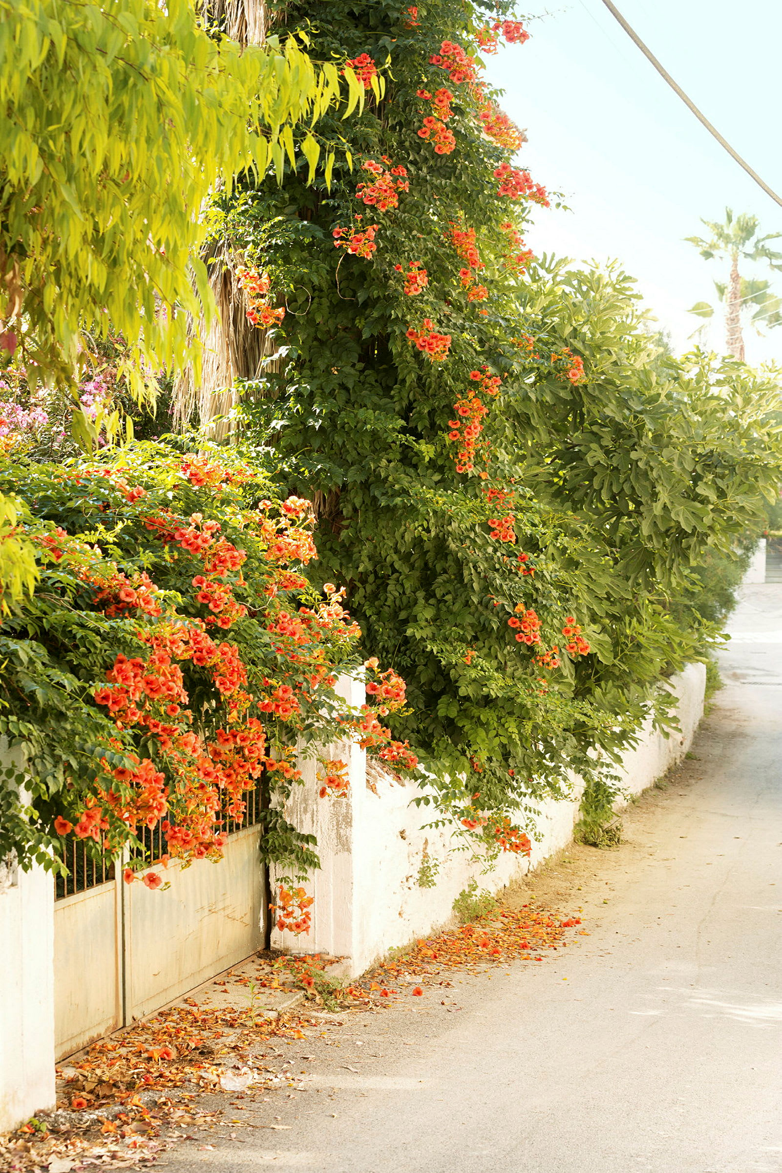 En port med en overvokset plante prydet med orange blomster ved siden af en vej. (AI-genereret tekst)