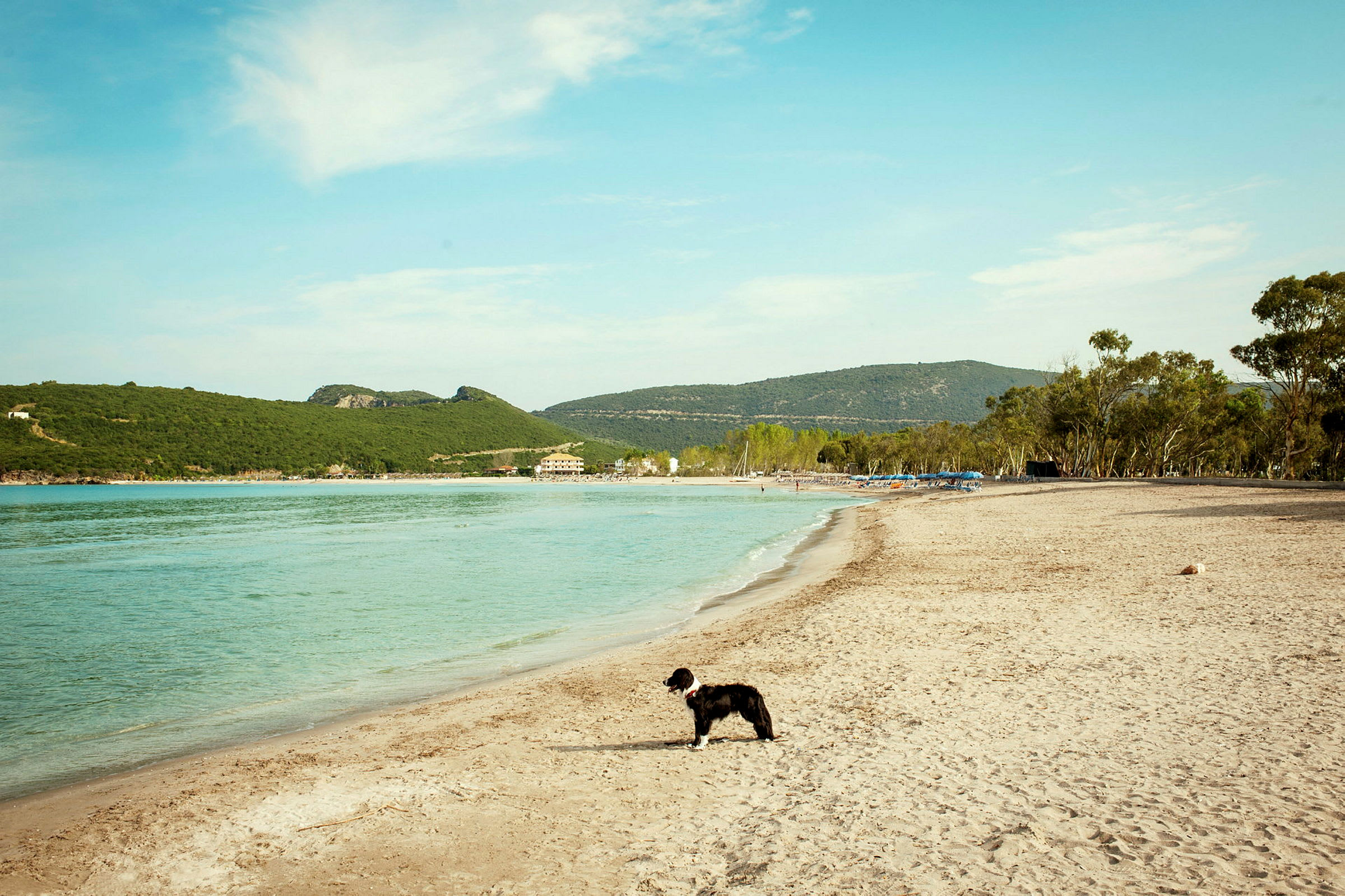 En strand med en hund, der står tæt på vandkanten. (AI-genereret tekst)