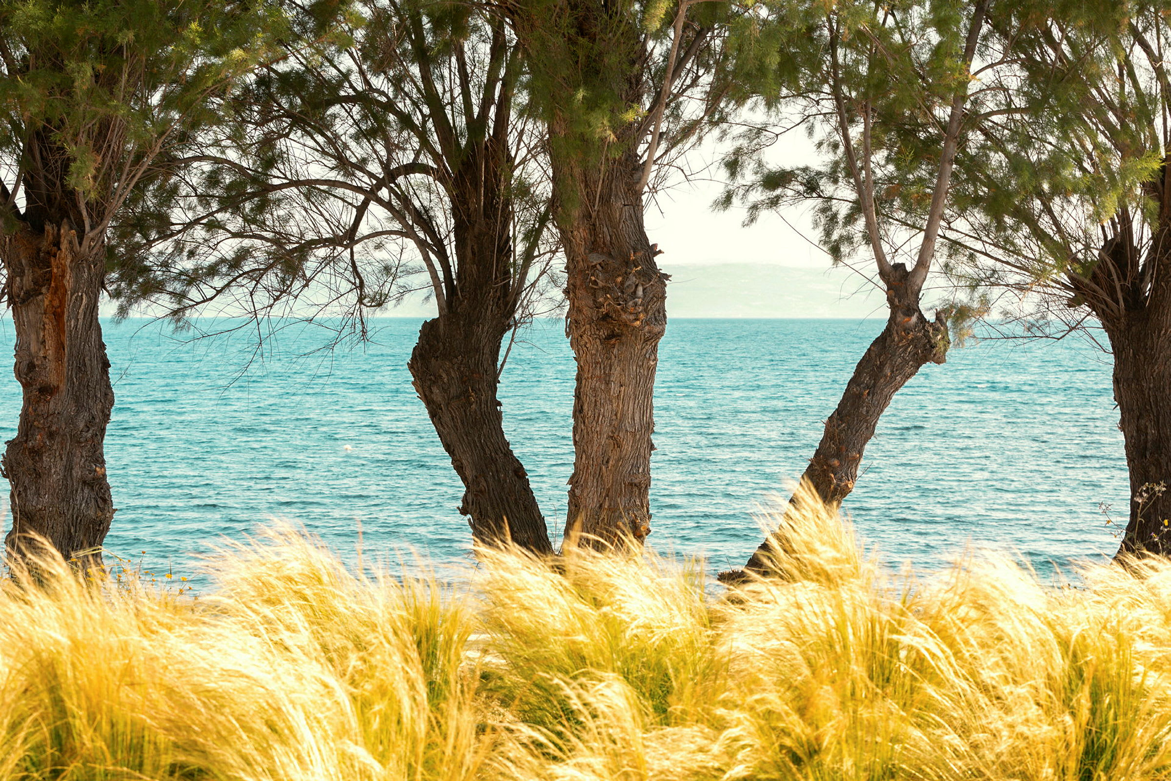 Træer ved stranden med havet i baggrunden. (AI-genereret tekst)