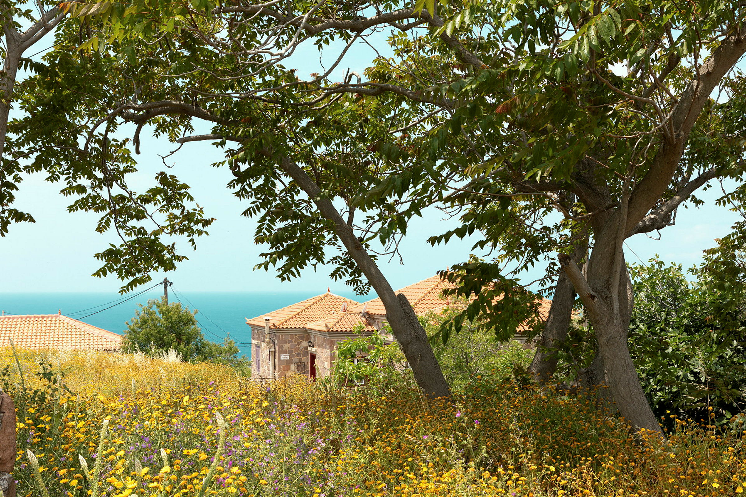 Grønne træer med gule blomster i forgrunden og bygninger med røde tegltage samt havet i baggrunden. (AI-genereret tekst)
