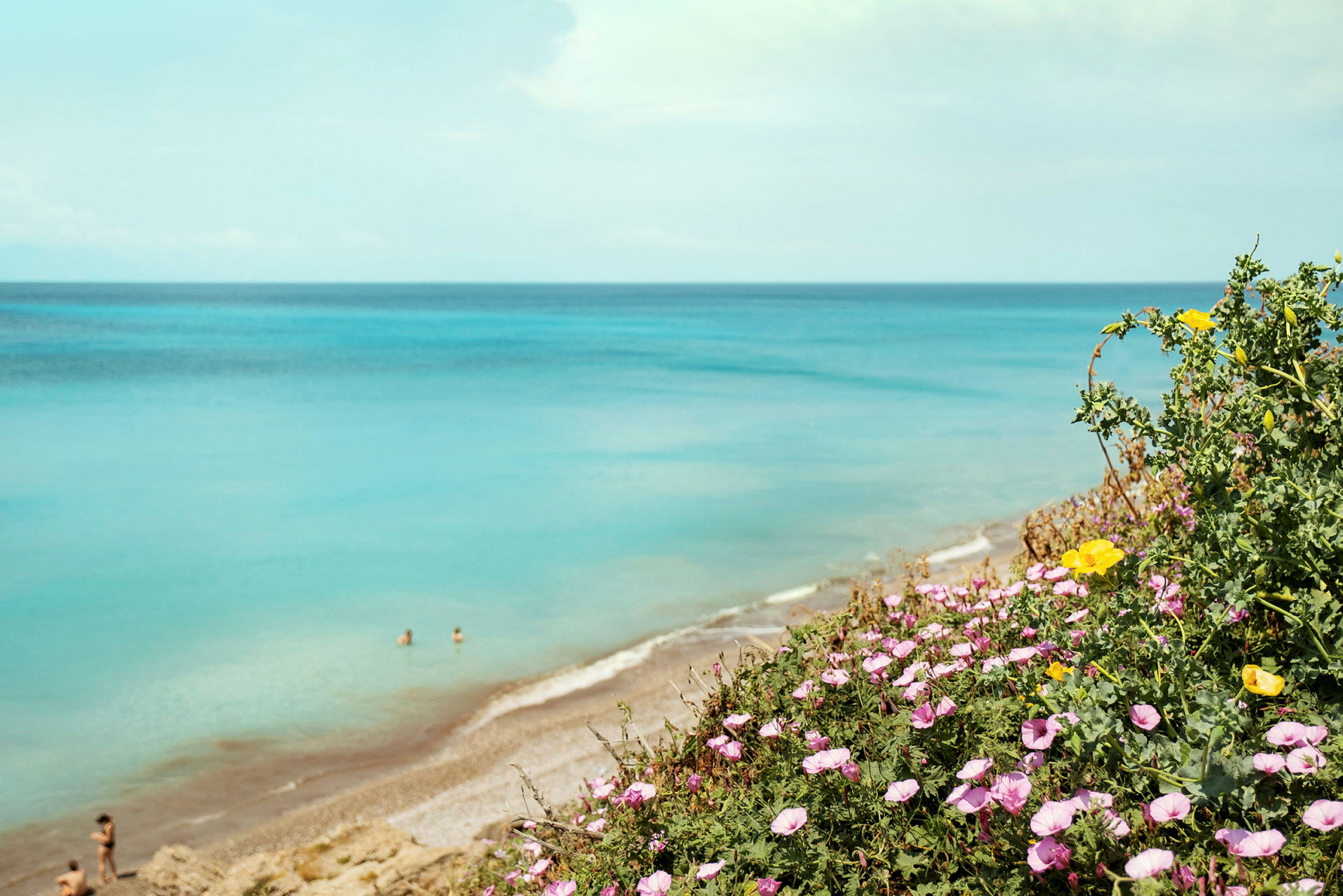 Blomster i forgrunden med en sandstrand og havet i baggrunden. (AI-genereret tekst)