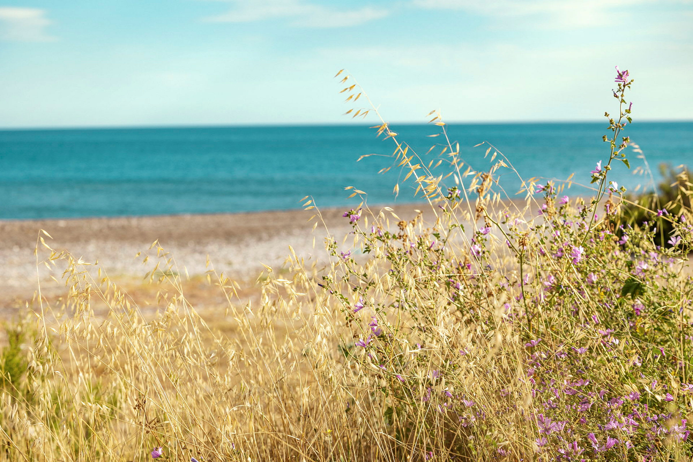 Billede af strand med klart blåt hav, tørt græs og lilla blomster i forgrunden. (AI-genereret tekst)