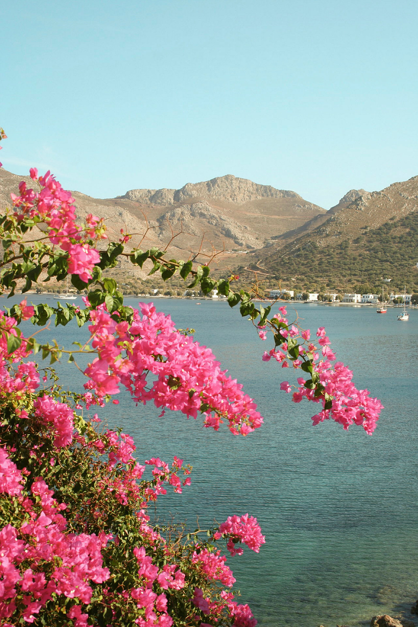 Landskab med blomster i forgrunden, havet og bjergene i baggrunden. (AI-genereret tekst)
