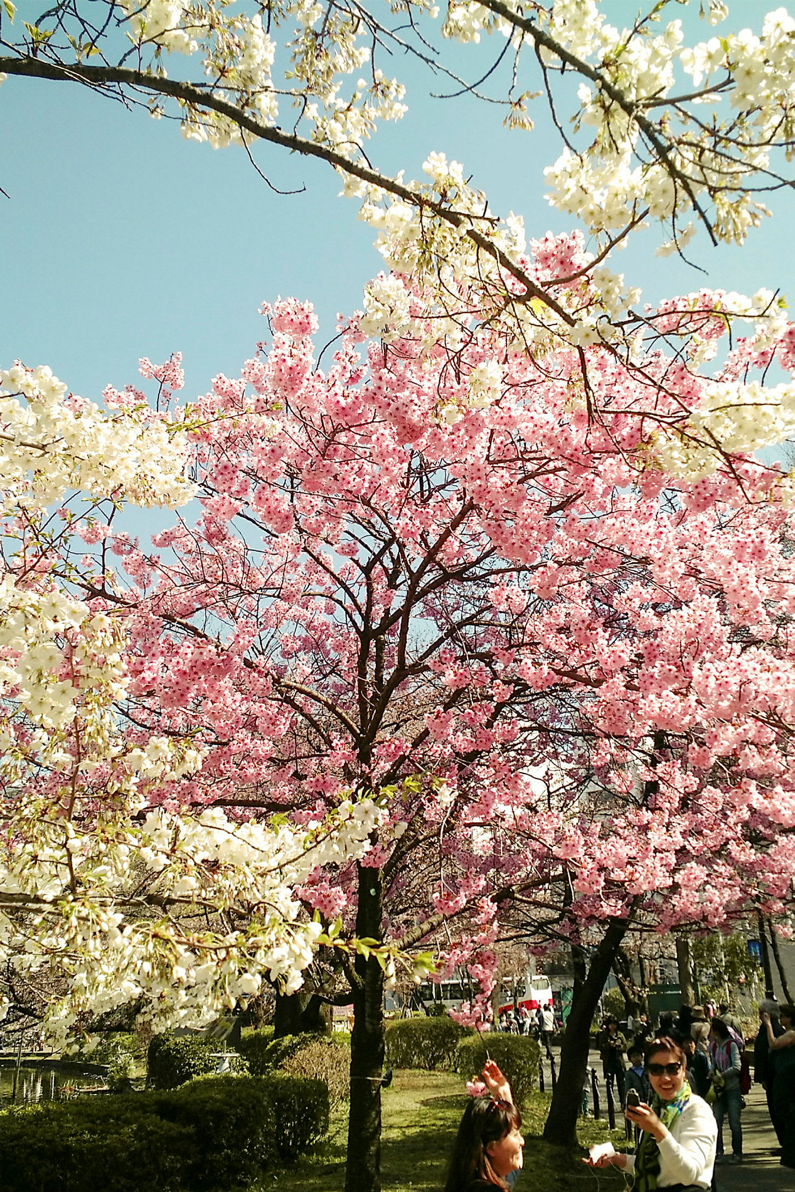 Et træ fyldt med hvide og lyserøde blomster i en park under en klar blå himmel. (AI-genereret tekst)