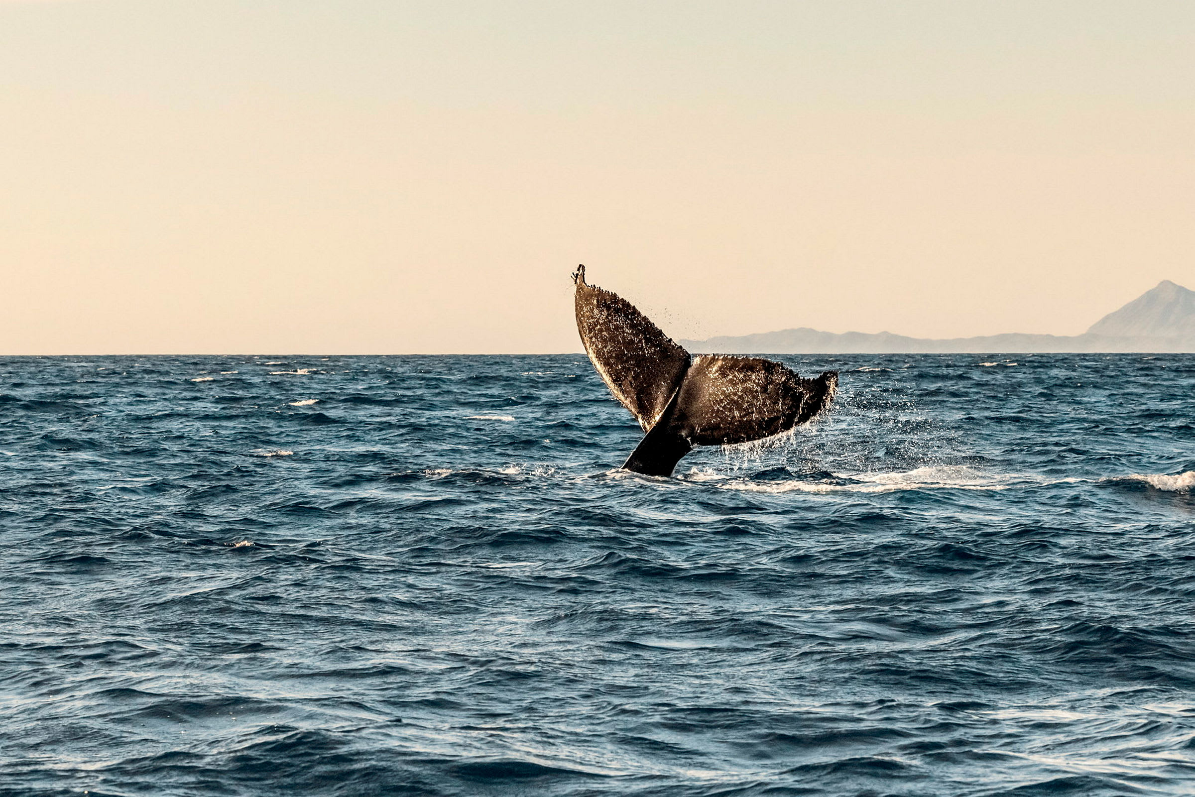 En hvalfinne bryder vandoverfladen i havet med et fjerntliggende bjerglandskab i baggrunden. (AI-genereret tekst)