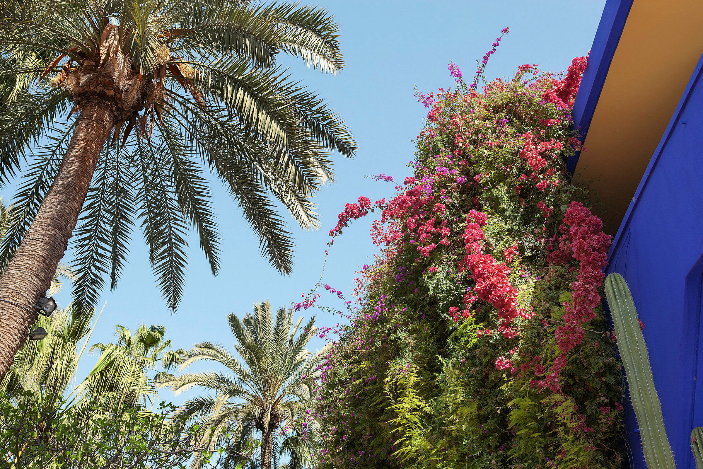 En palme mod en klar blå himmel ved siden af en plantevæg med røde og pink blomster og en blå bygning. (AI-genereret tekst)