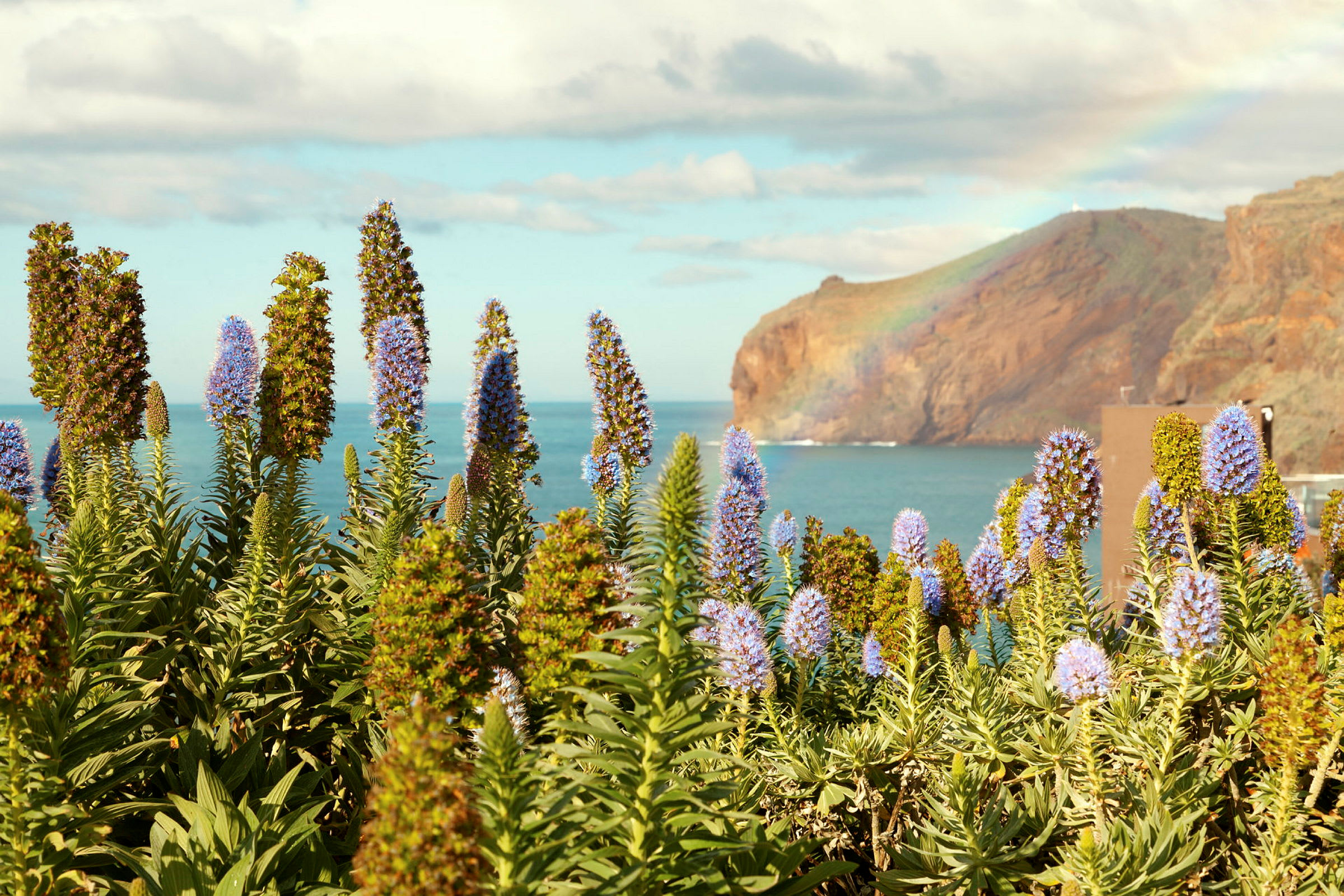 Blomstrende planter ved havet med klipper i baggrunden. (AI-genereret tekst)