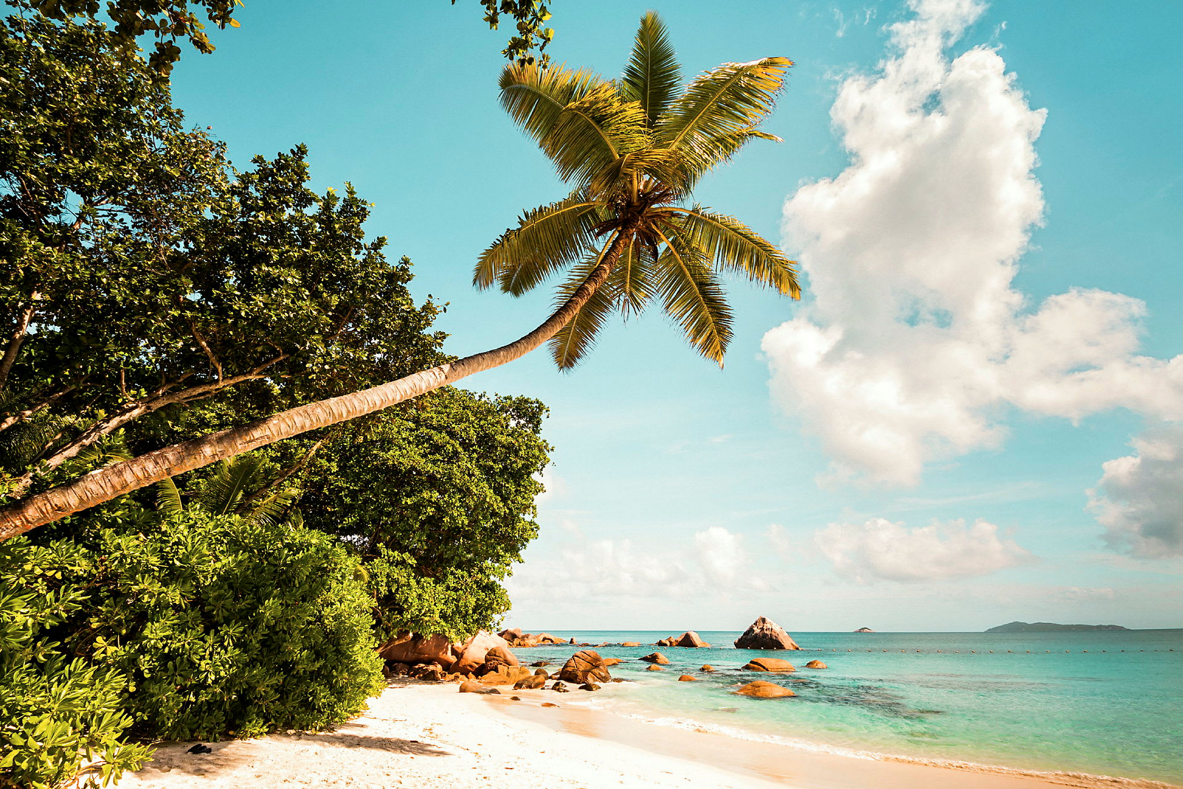 En strand med klart blåt vand, hvidt sand og en bøjet palme i forgrunden. (AI-genereret tekst)