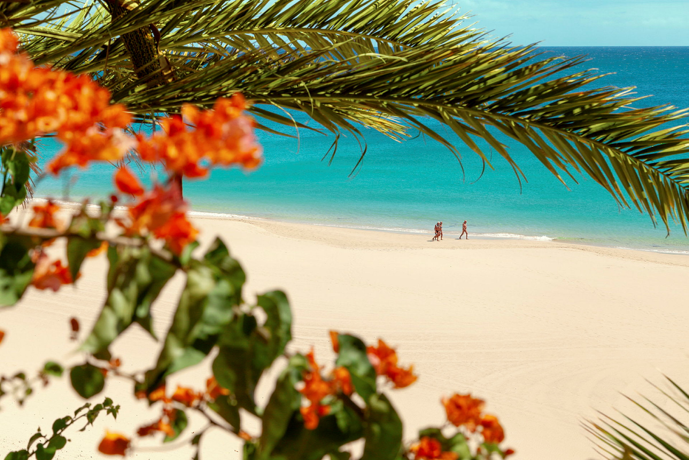 Strand med turkis vand, omgivet af palmeblade og røde blomster. (AI-genereret tekst)