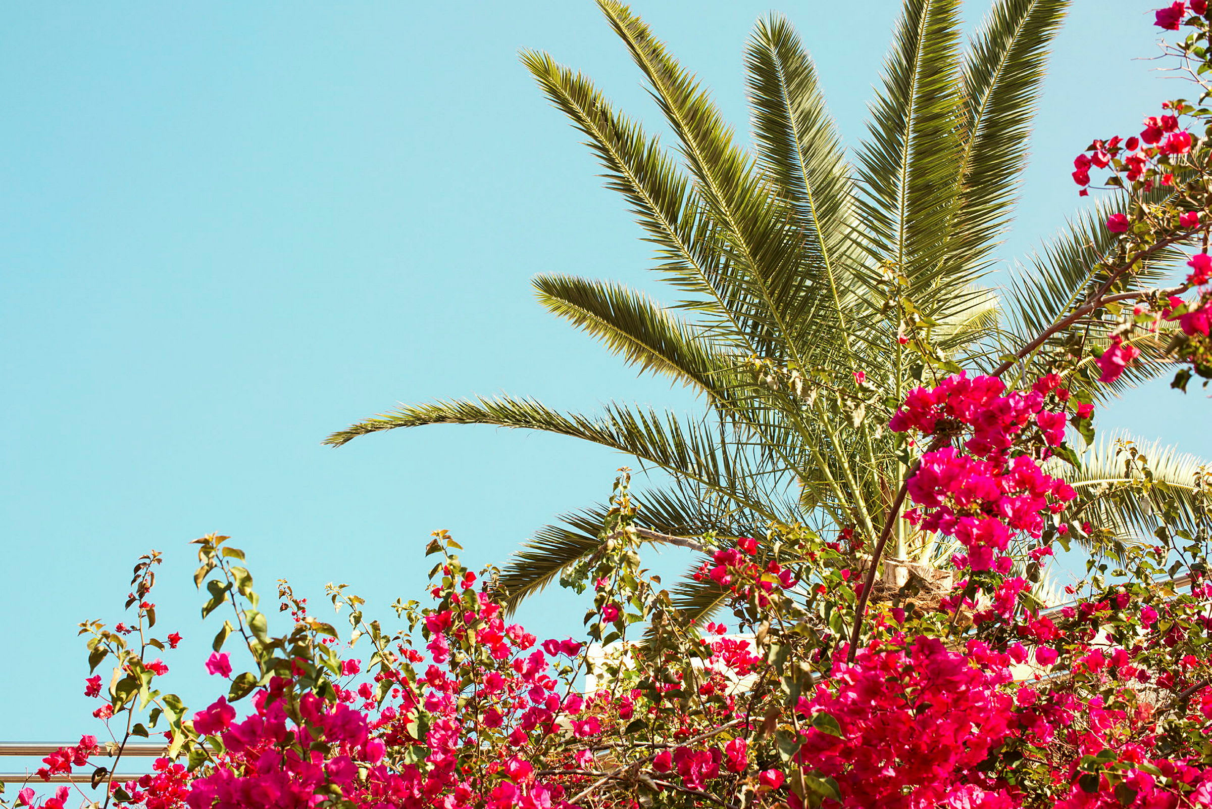 Palmer og lyserøde blomster mod en klar blå himmel. (AI-genereret tekst)
