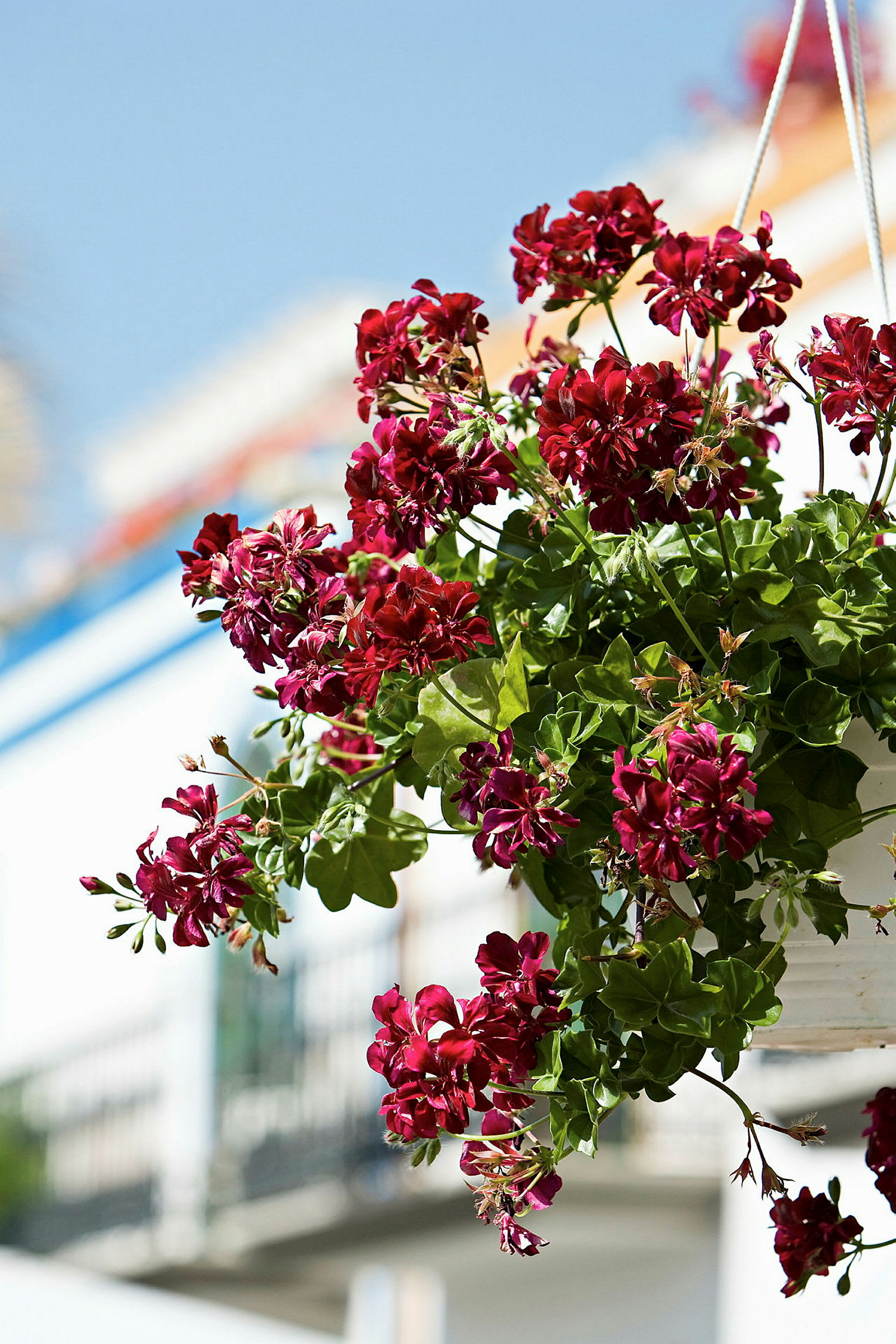 En potte med røde blomster, der hænger i luften, med en hvid bygning og blå himmel i baggrunden. (AI-genereret tekst)