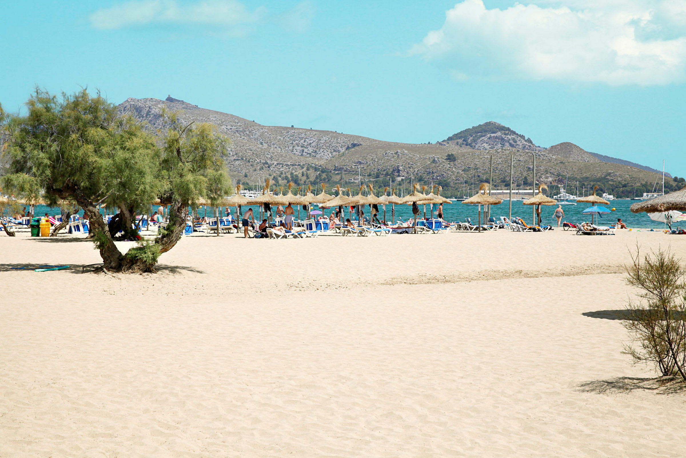 Strand med en palmelignende plante i forgrunden, liggestole og parasoller længere væk og bjerge i baggrunden. (AI-genereret tekst)