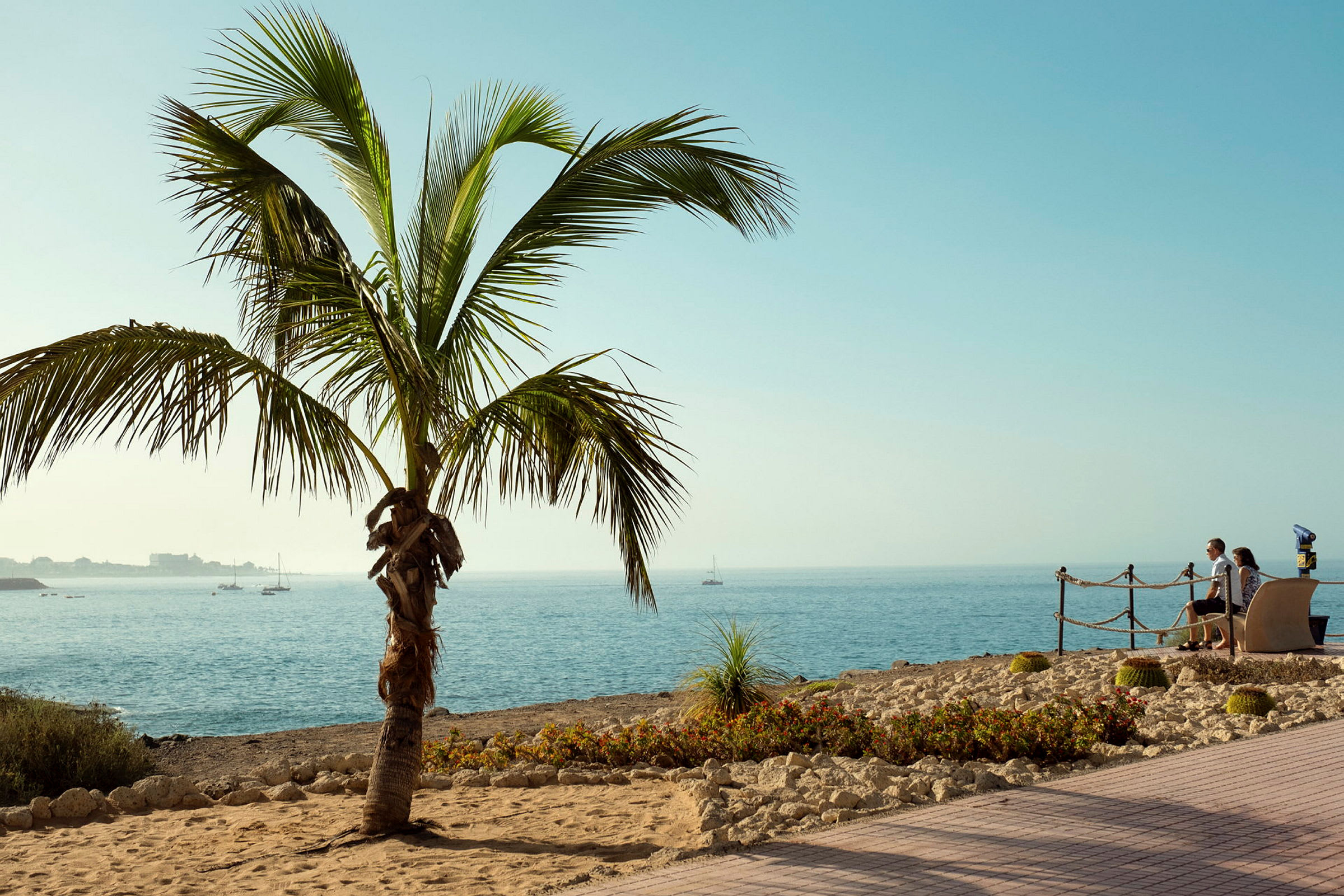 En palme i forgrunden foran en hav med sejlbåde og mennesker, der sidder på bænke ved strandpromenaden. (AI-genereret tekst)