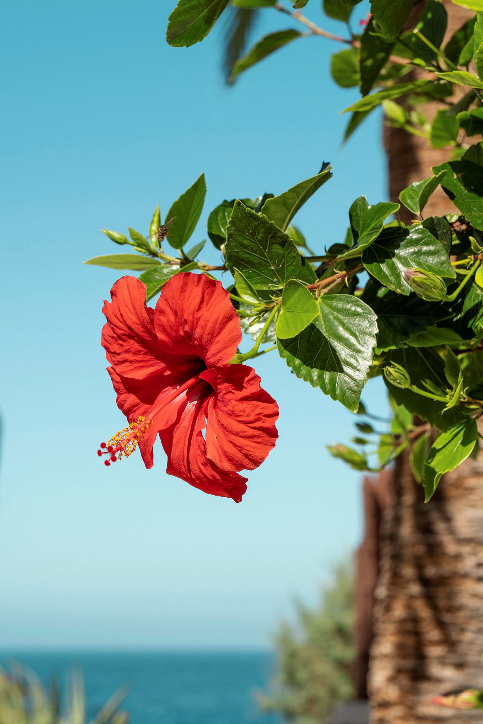 Rød hibiscusblomst med en baggrund af himmel og hav. (AI-genereret tekst)