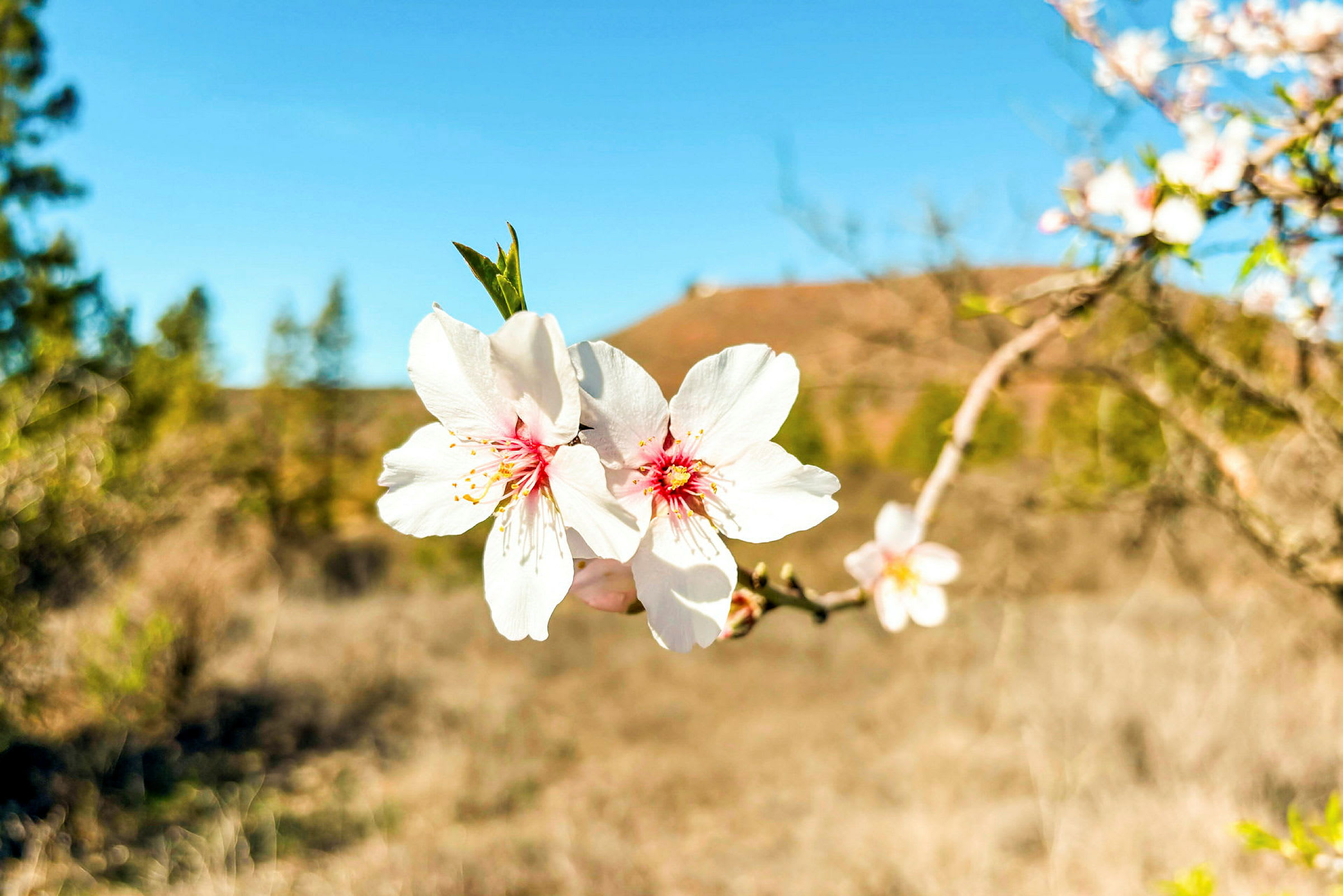 Nærbillede af hvide blomster på en gren mod en baggrund af blå himmel. (AI-genereret tekst)