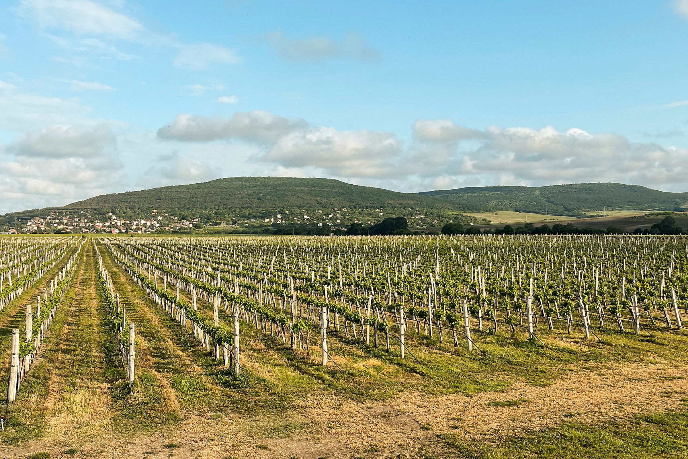 En vingård med rækker af vinplanter strækker sig mod en baggrund af bakker og en lille landsby. Himlen er klar med enkelte skyer. (AI-genereret tekst)