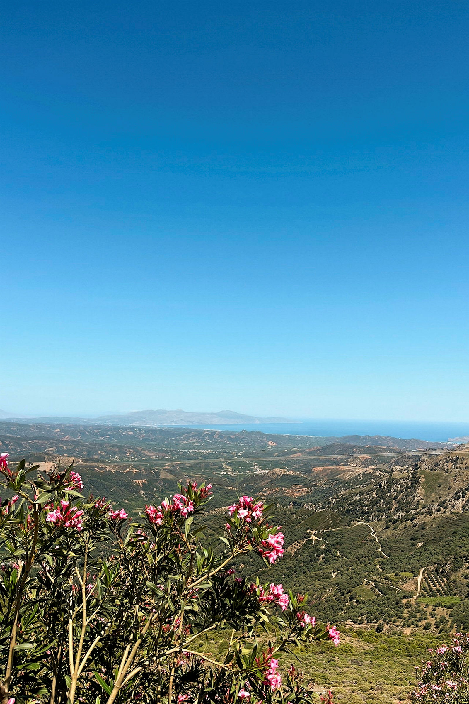Udsigt over et bakket landskab med grøn vegetation og lyserøde blomster i forgrunden under en blå himmel. (AI-genereret tekst)