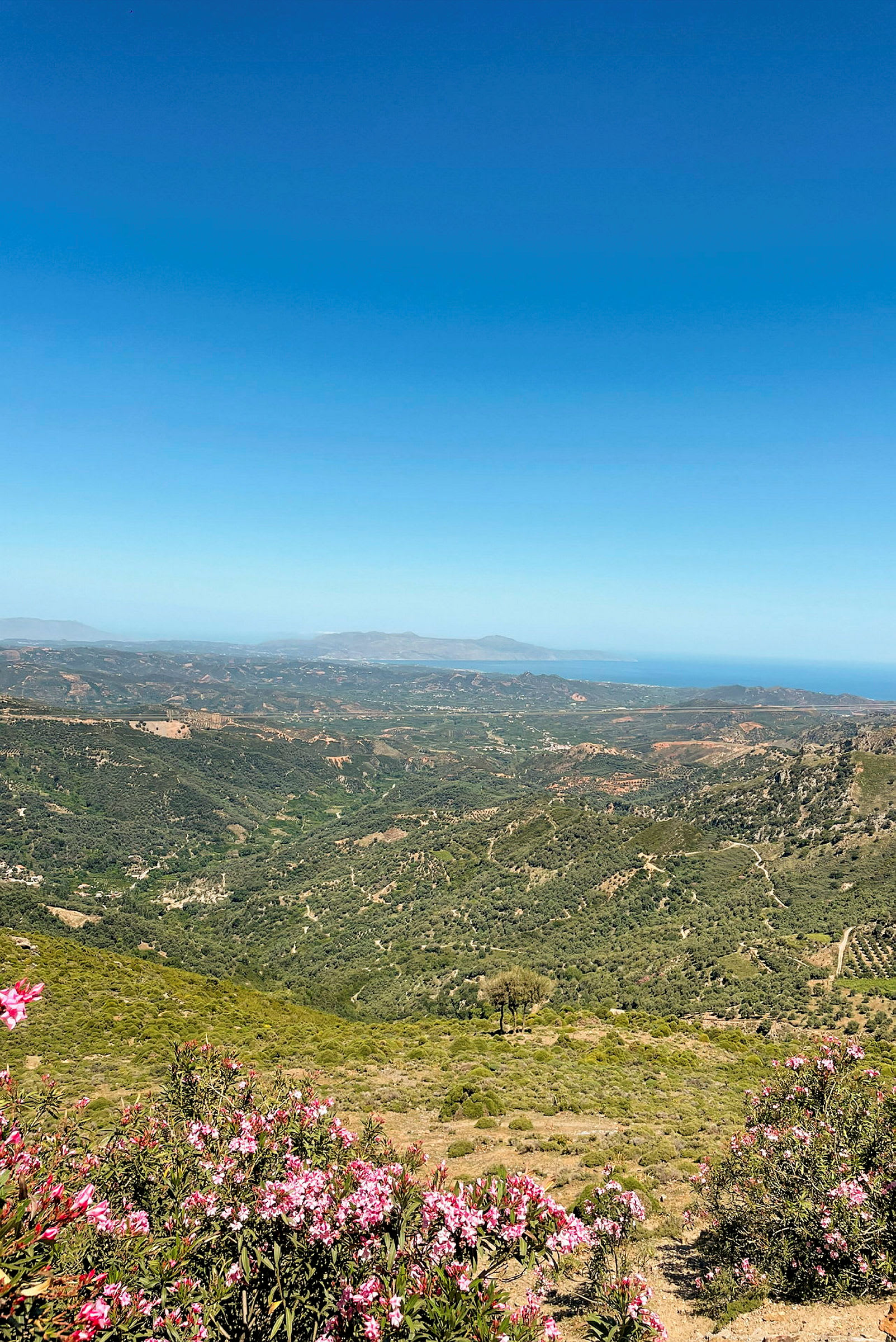 Udsigt over et bjergrigt landskab med vegetation og blomster i forgrunden samt havet og horisonten i det fjerne. (AI-genereret tekst)