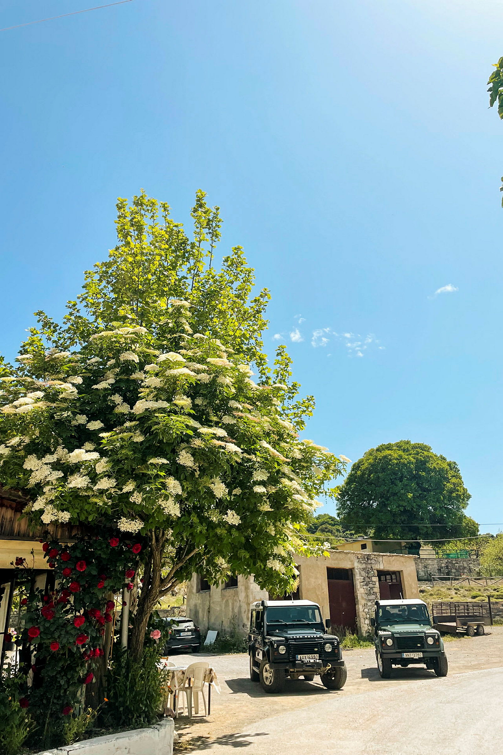 En grøn samling af træer med hvide blomster, to sorte terrængående køretøjer og en bygning i baggrunden under en klar blå himmel. (AI-genereret tekst)