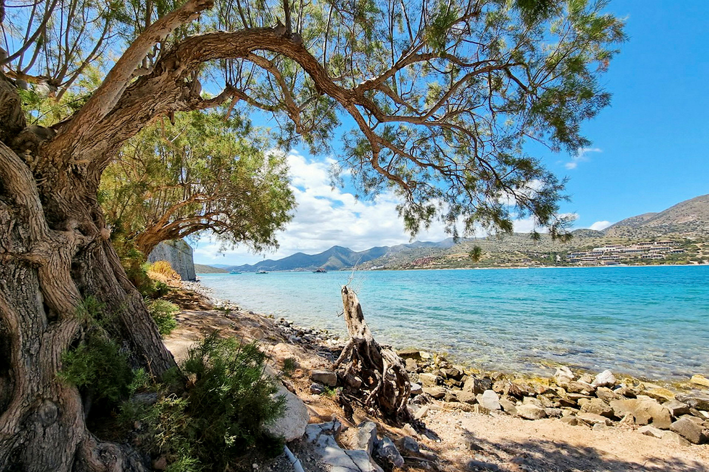 En strand med en stenfuld kystlinje, klart turkis vand og et stort træ i forgrunden. (AI-genereret tekst)