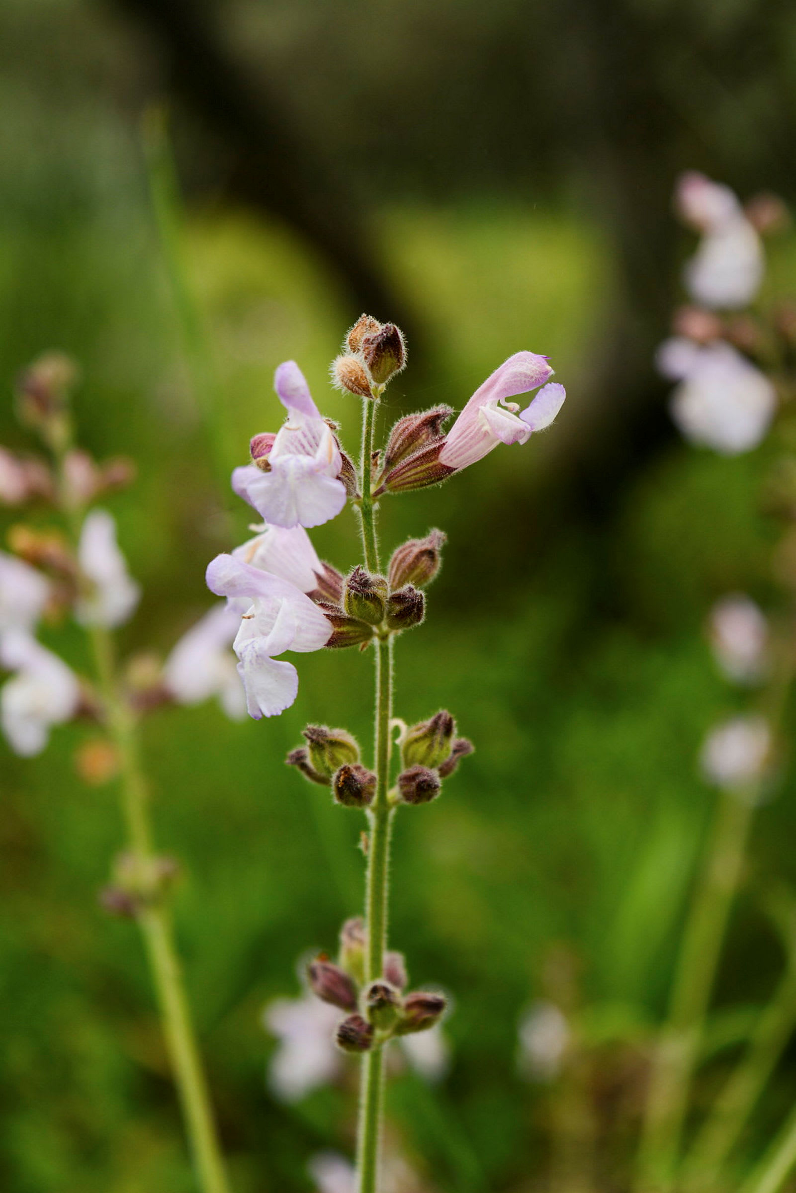 Et billede af en blomstrende plante med små lilla og hvide blomster. Baggrunden er grøn og sløret. (AI-genereret tekst)