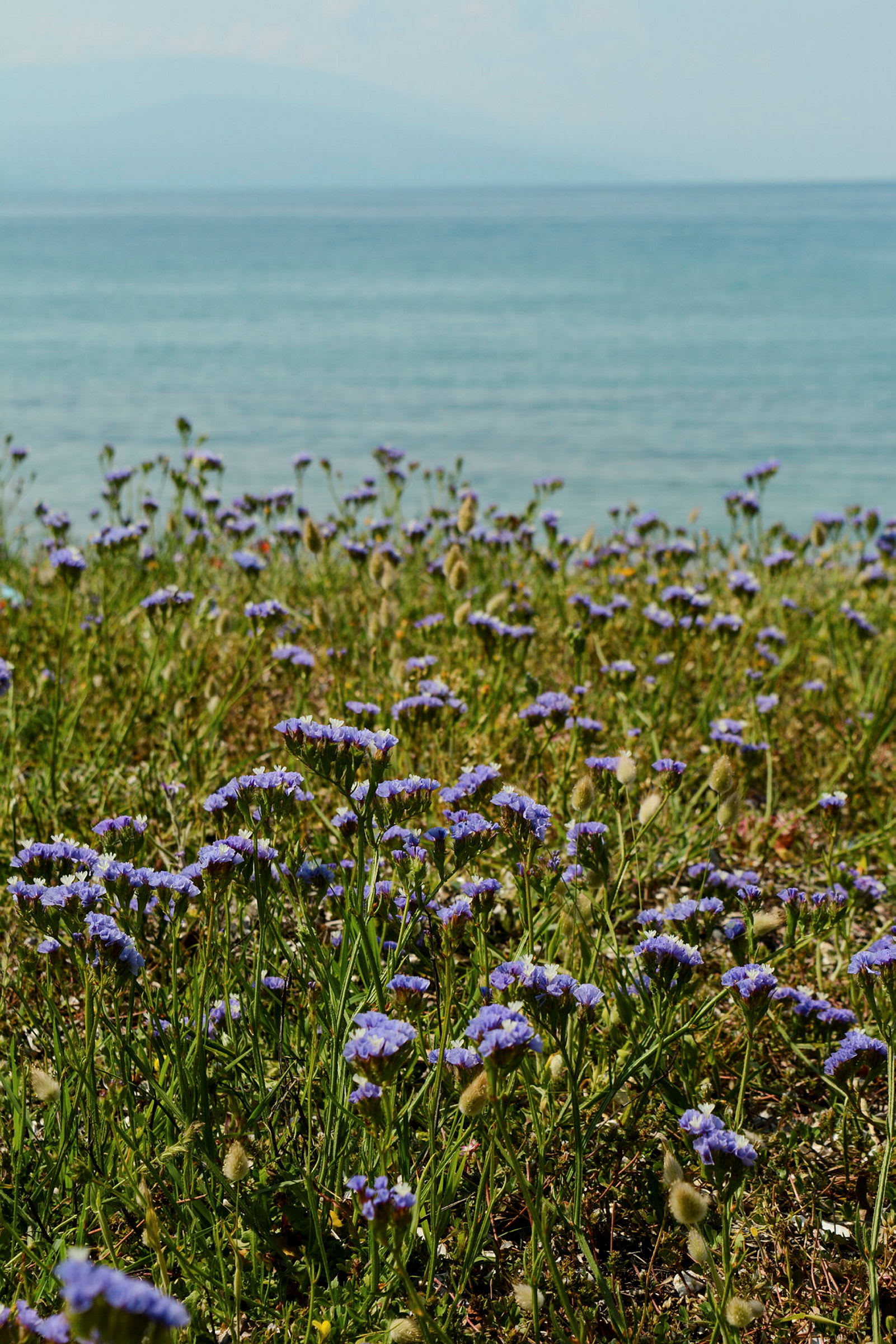 Blå blomster vokser på en græsplæne med havet i baggrunden. (AI-genereret tekst)