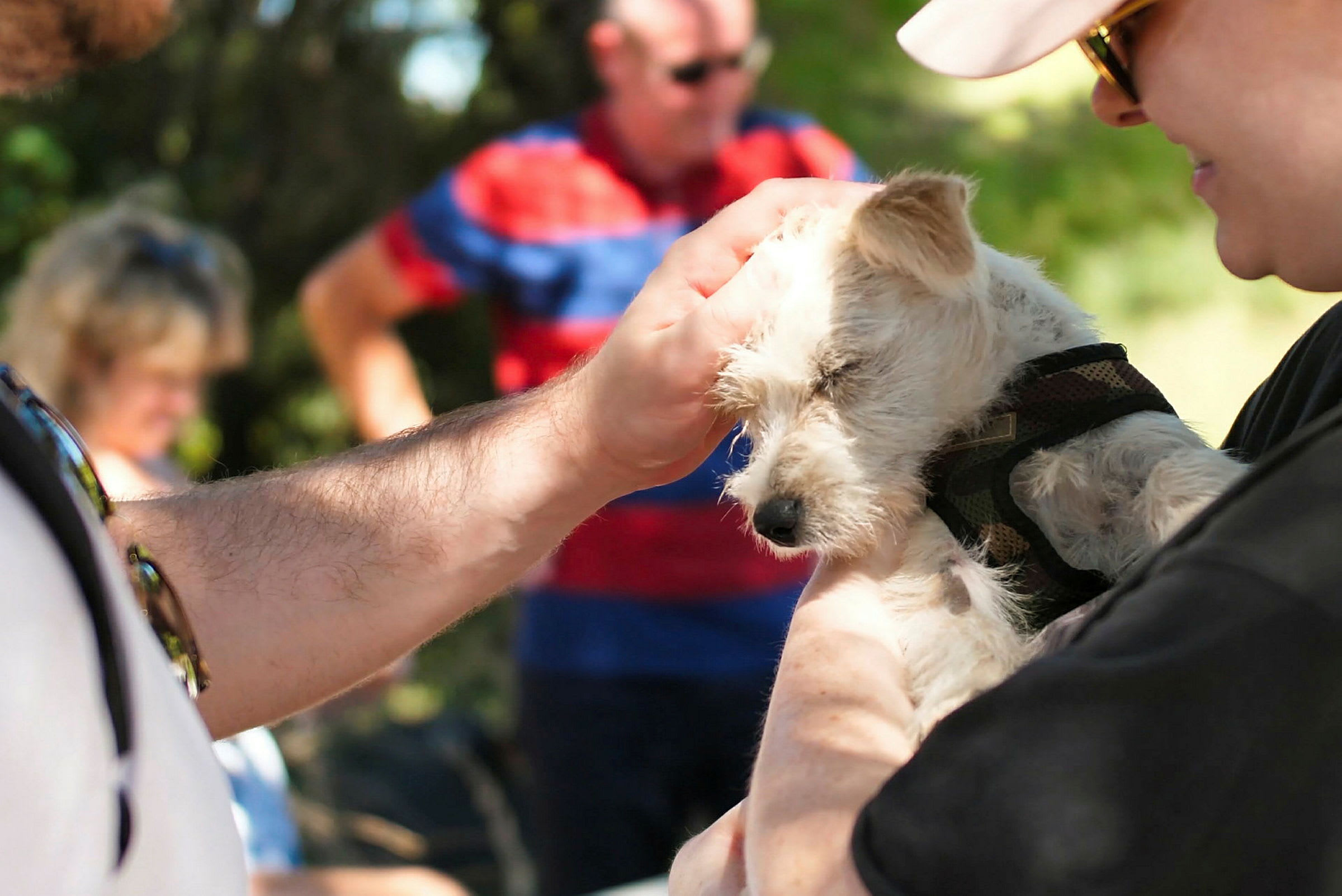 En person holder og klapper en lille hund udenfor i skyggen. (AI-genereret tekst)